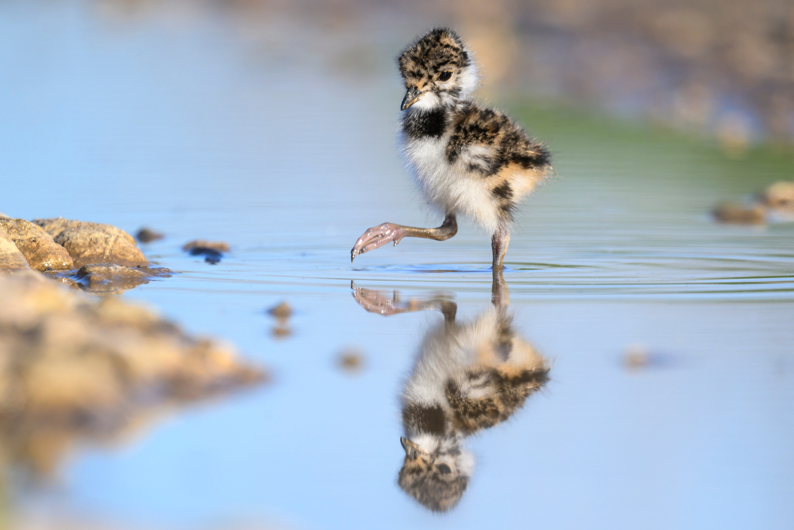 Чибисята. Wildlife photography by Sergey Puponin