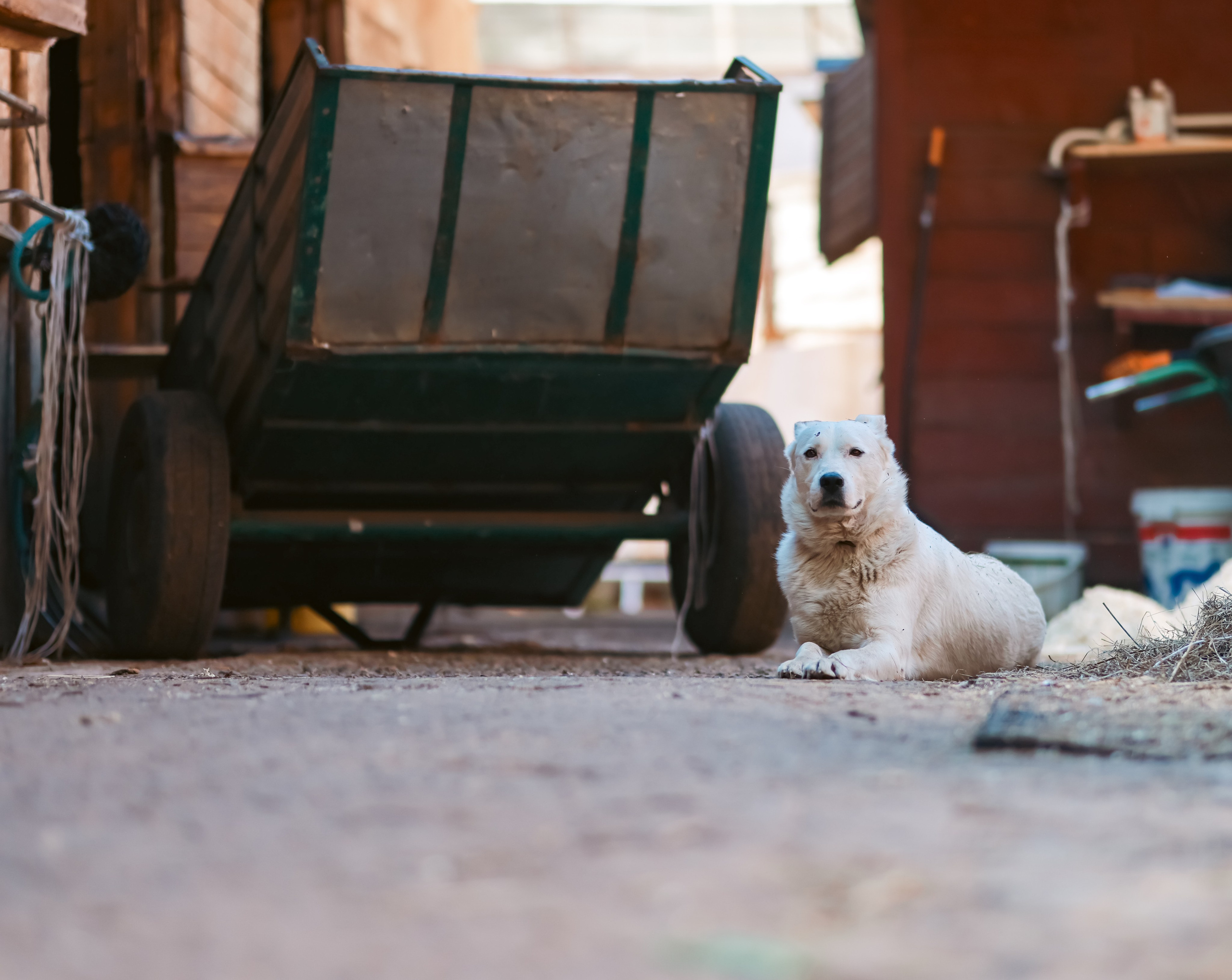 Корпоратив на конюшне. Фотограф репортажей и стритфотосессий в Москве Людмила Смирнова