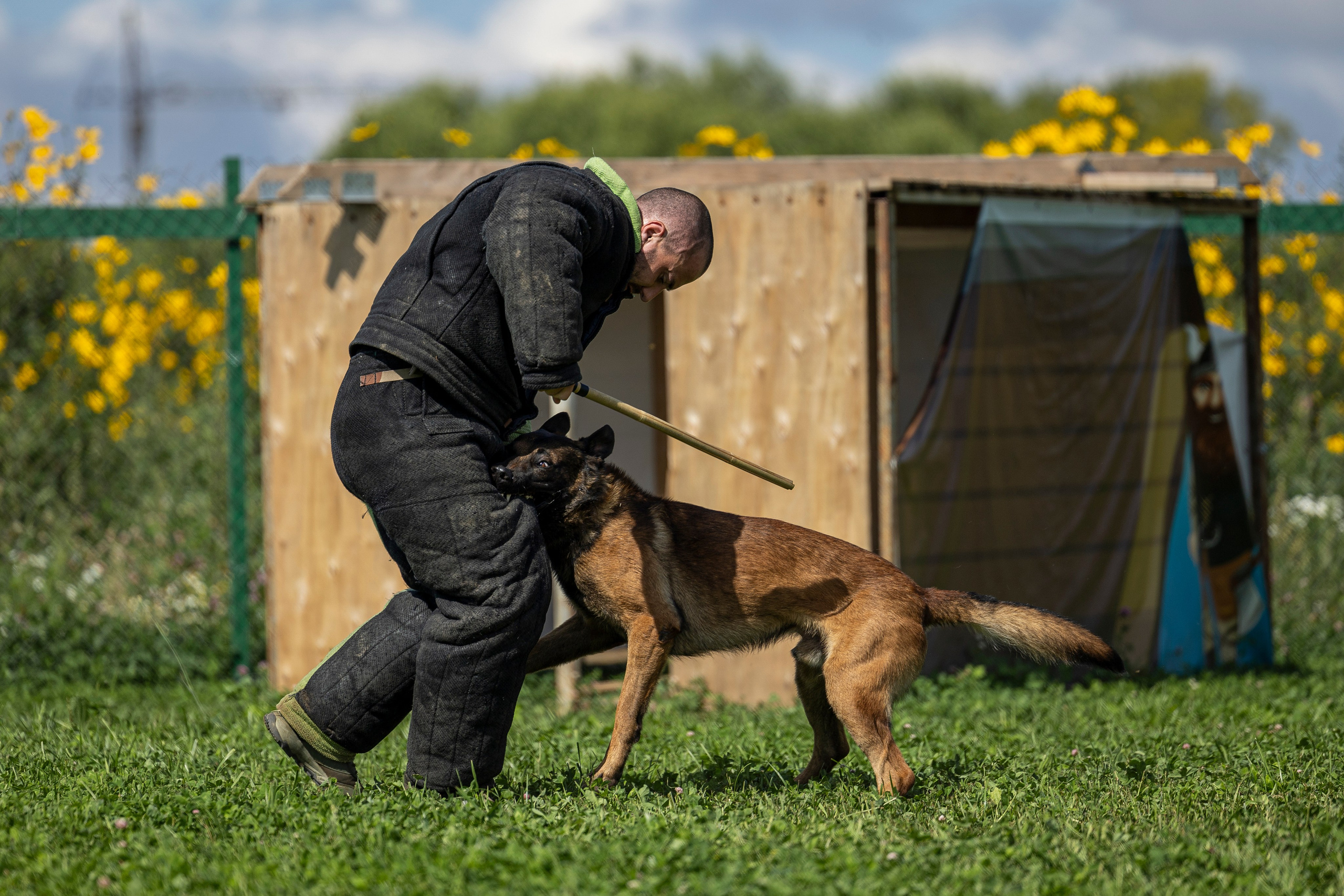 Соревнования по Мондьорингу г. Вологда 10-11.08.2024. Фотограф-анималист Анна Маринич