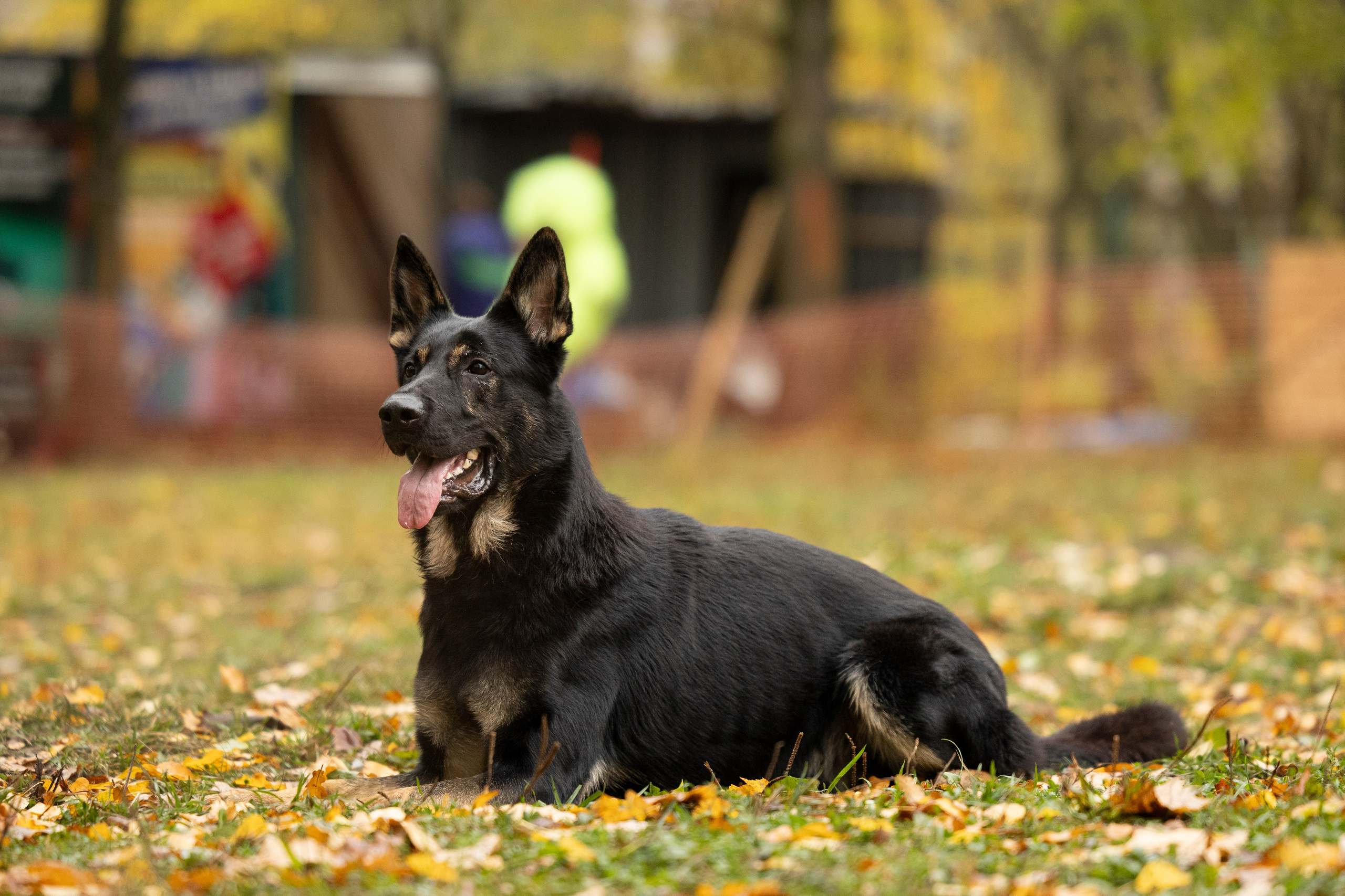Соревнования по Мондьорингу г. Вологда. Фотограф-анималист Анна Маринич
