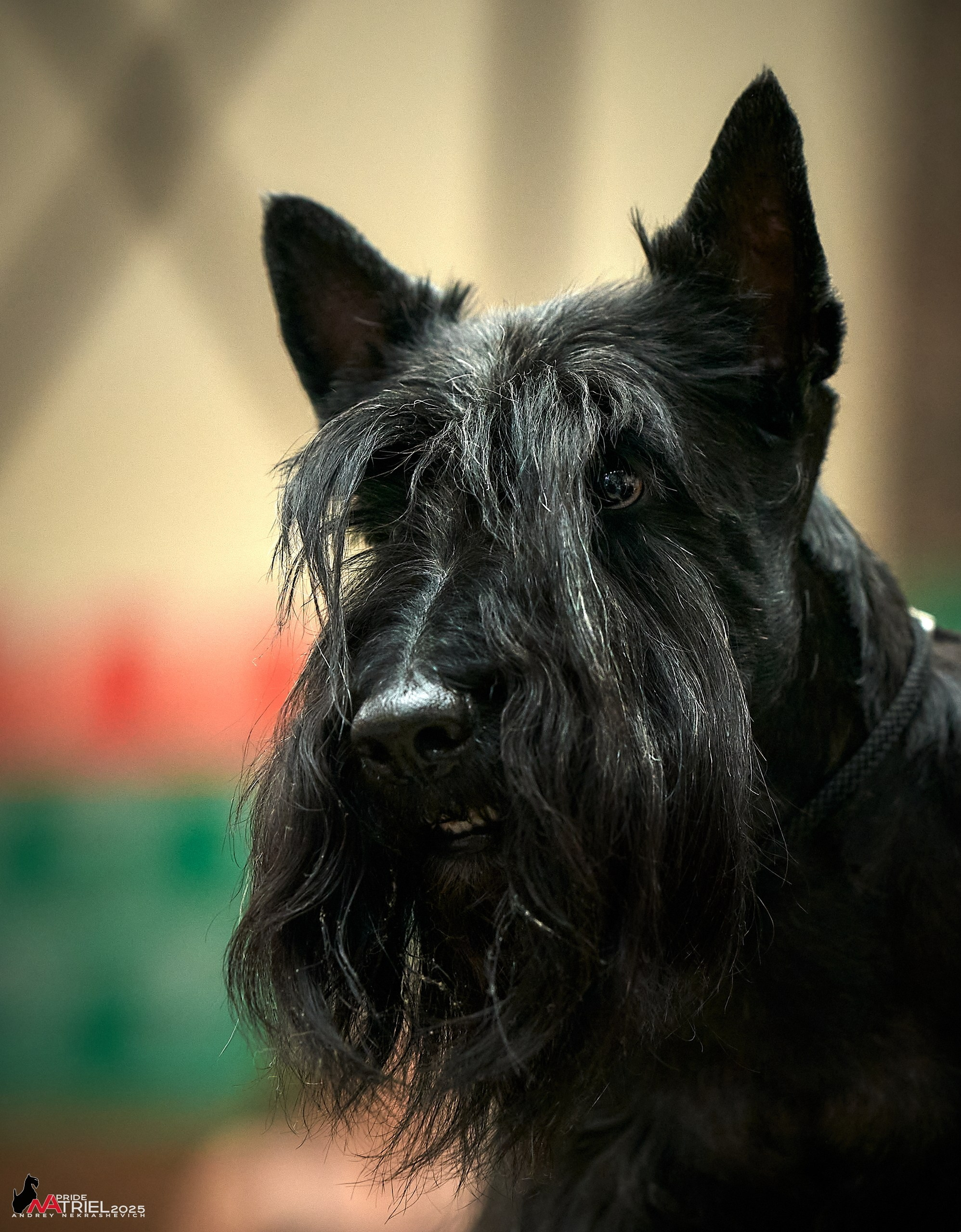 Выставка собак РОССИЯ — 2025