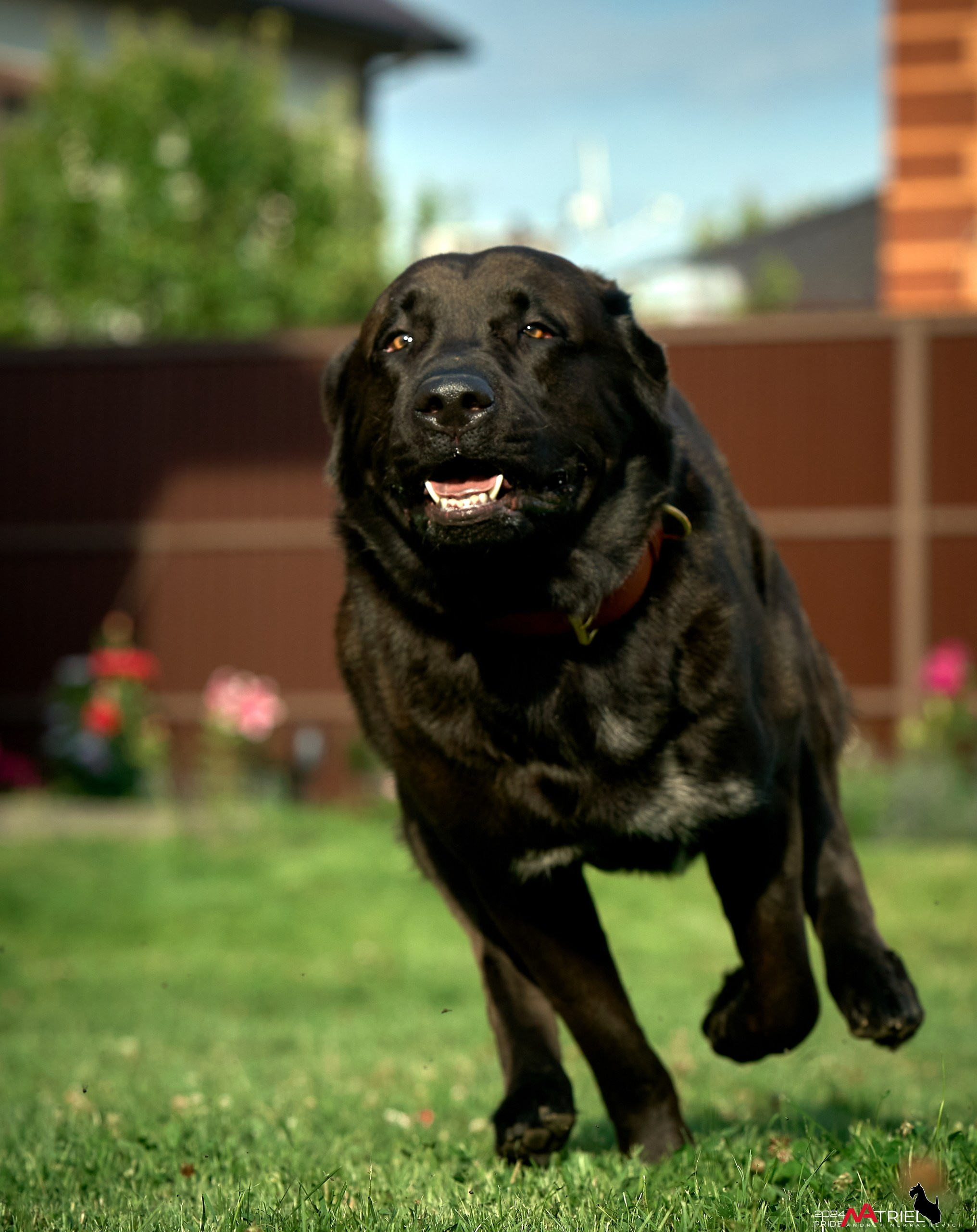 Съемка собак с выездом к Вам в дом