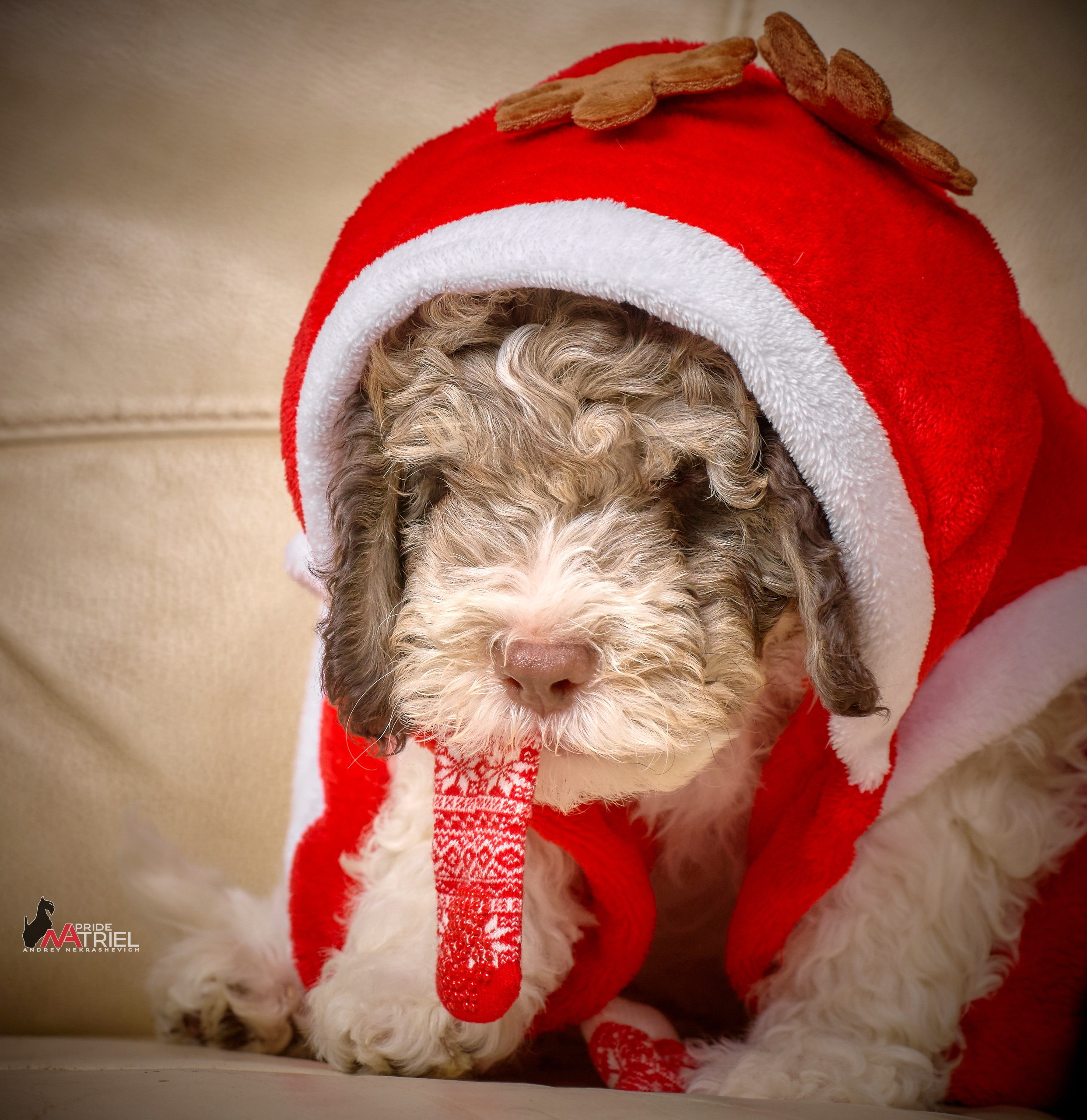 Щенки дома — галерея NATRIEL