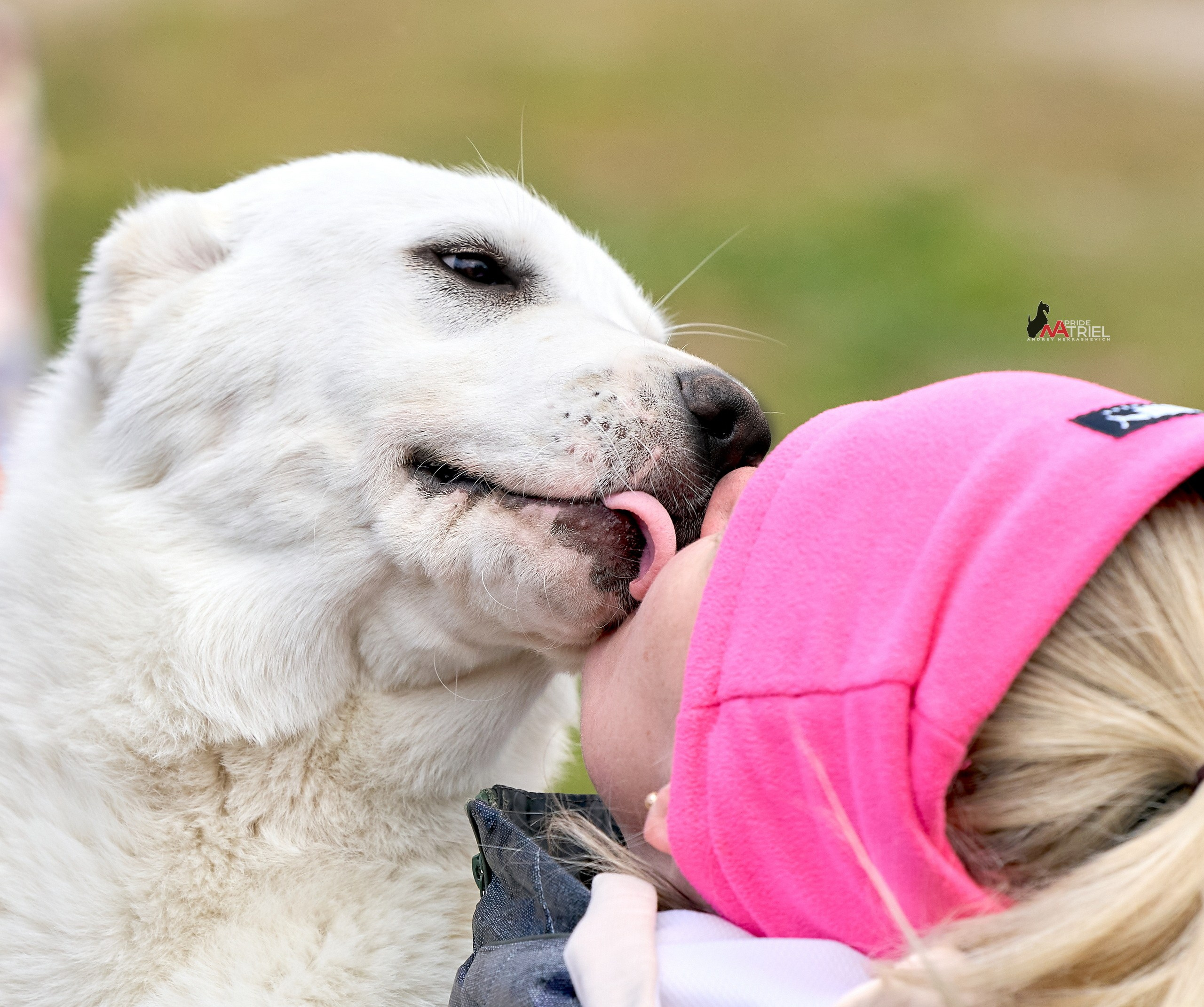 Собаки и Люди — галерея NATRIEL