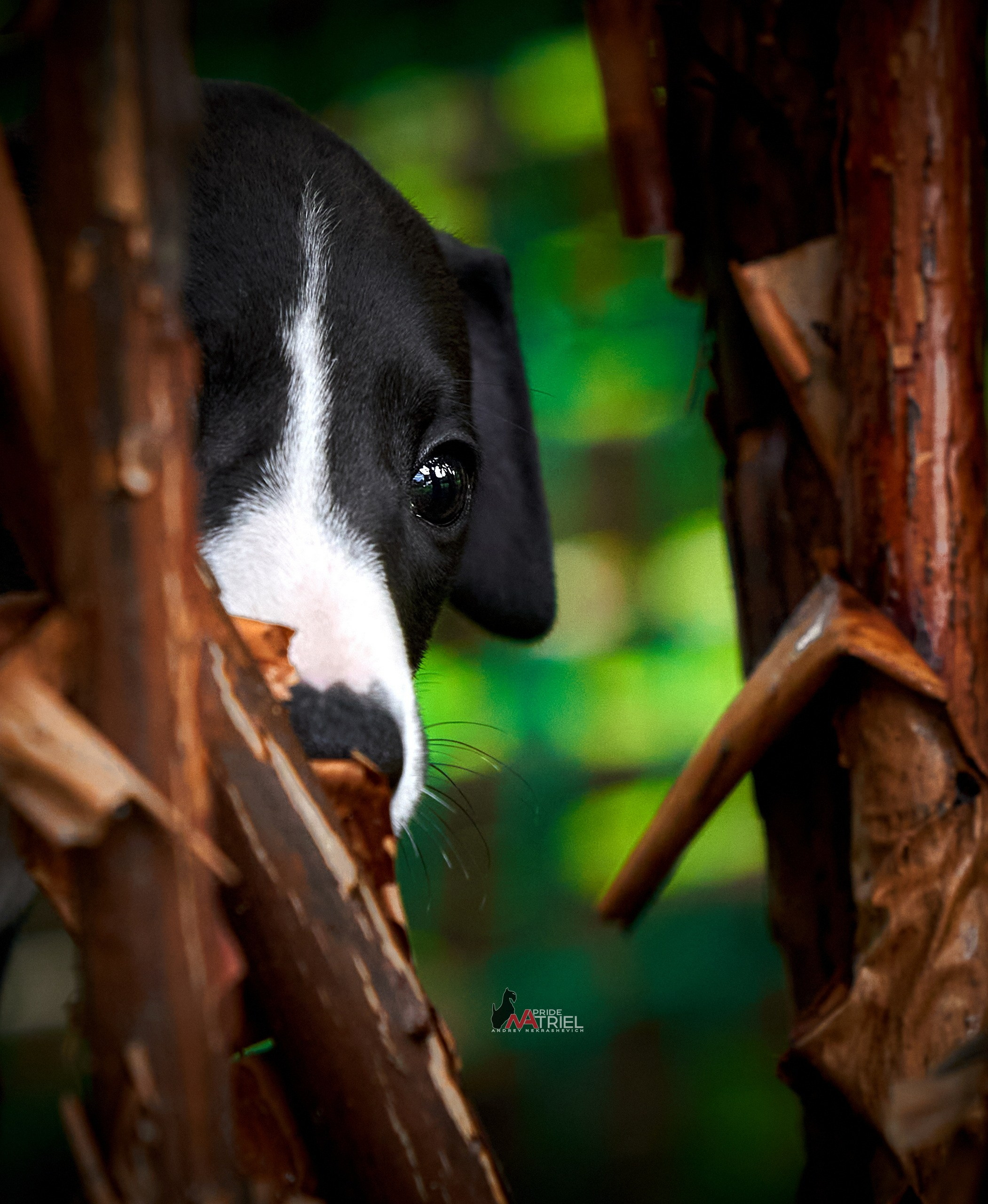 Щенки на прогулке — галерея NATRIEL