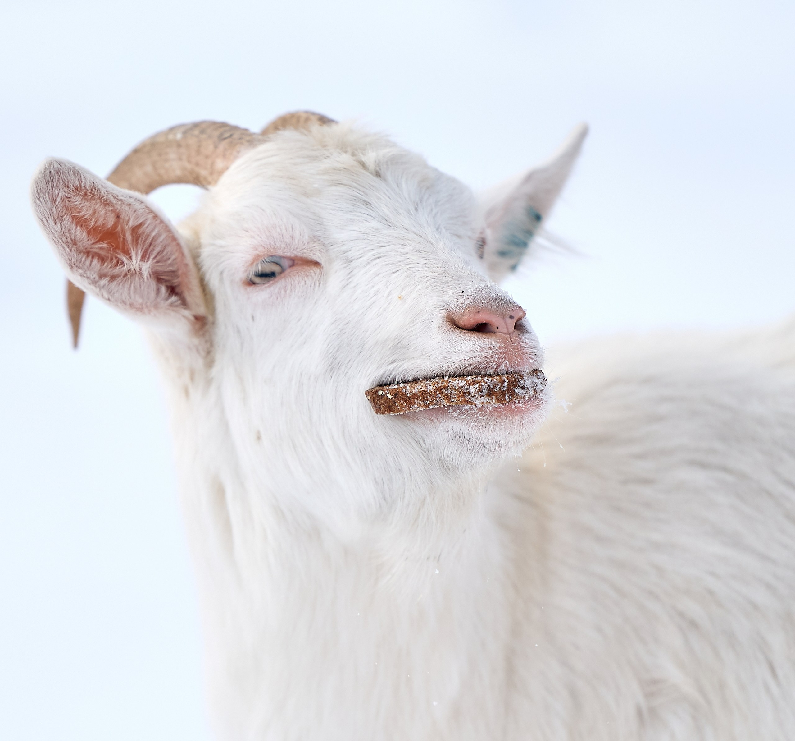 Животные — галерея NATRIEL