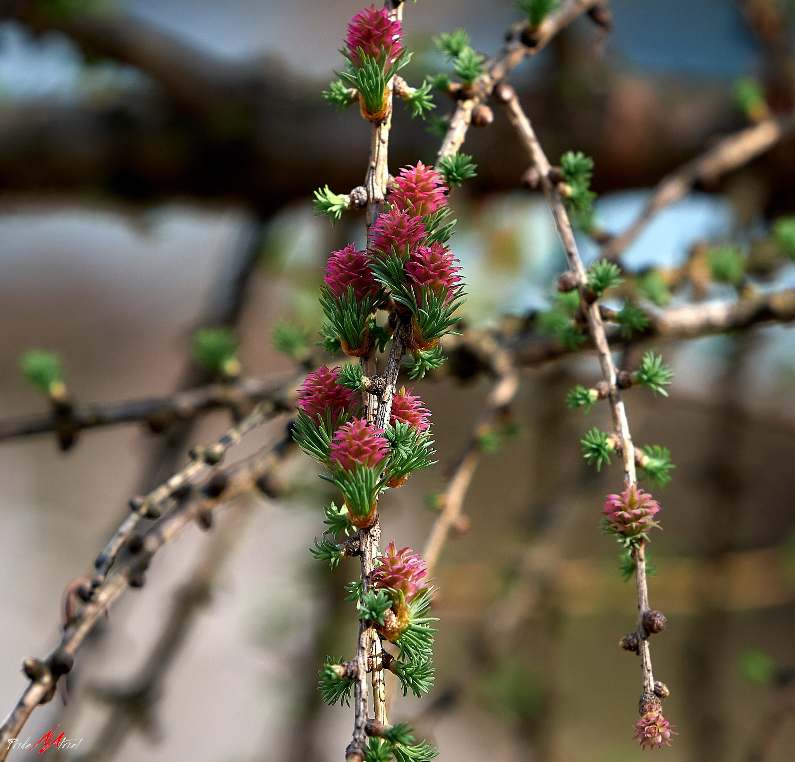 Лютики-цветочки — галерея NATRIEL