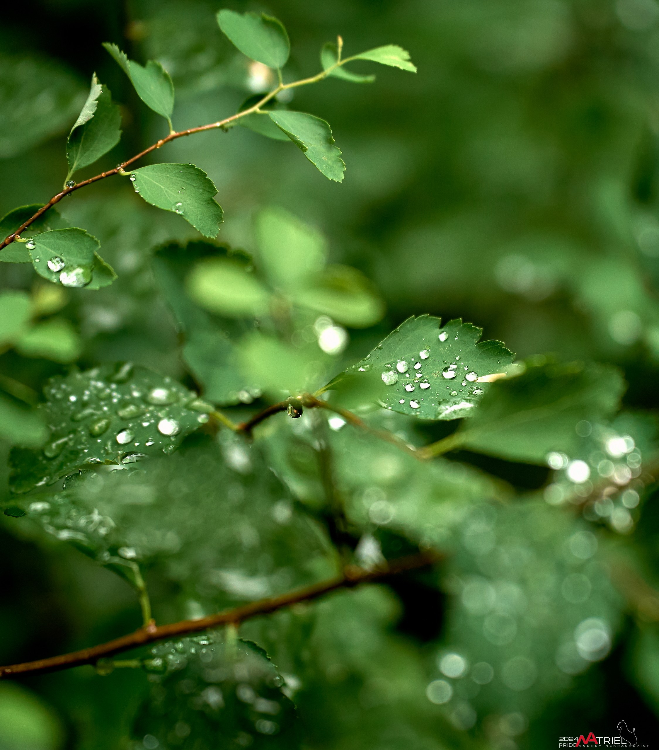 Съемка природы после дождя