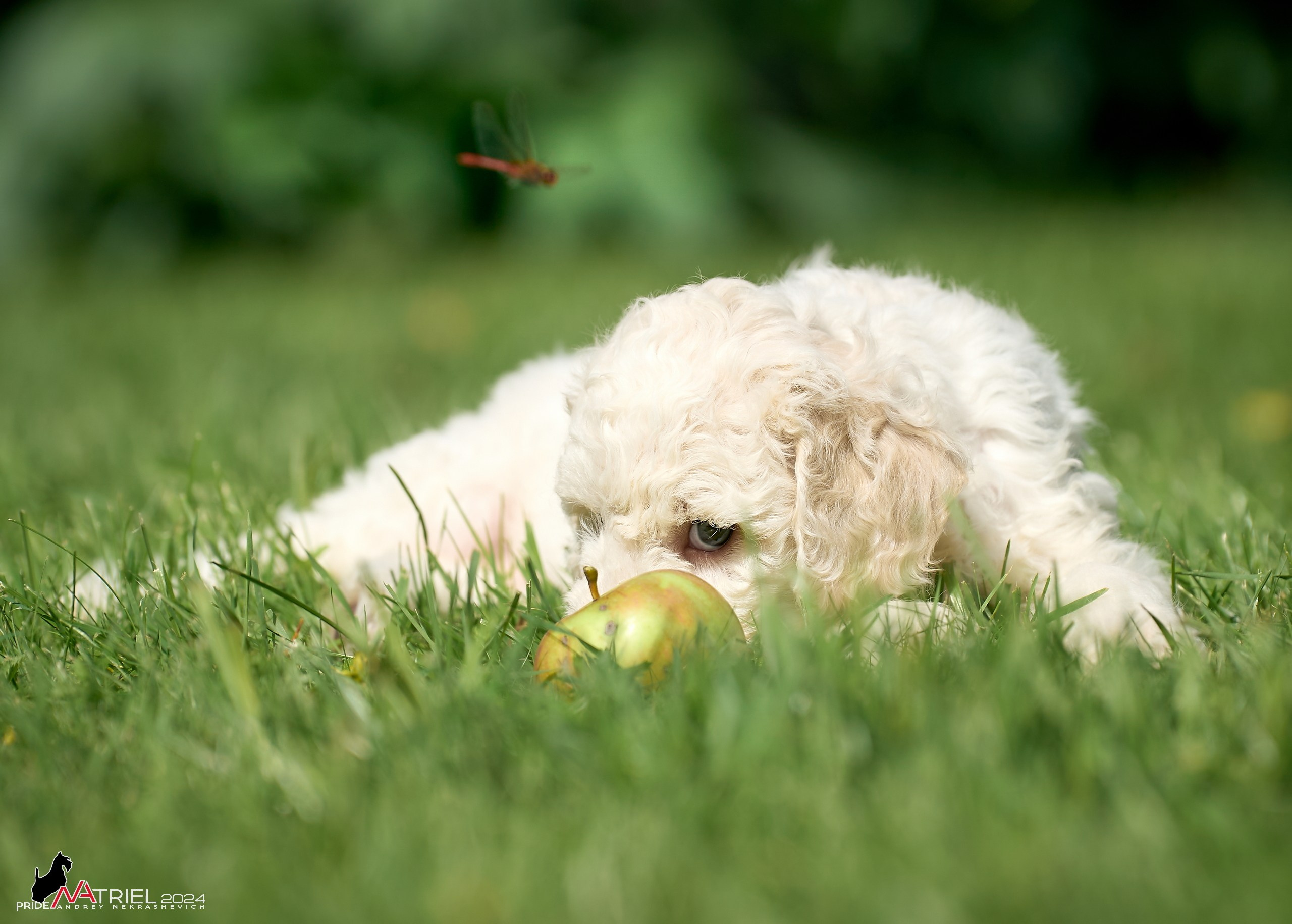 Съемка щенков лаготто