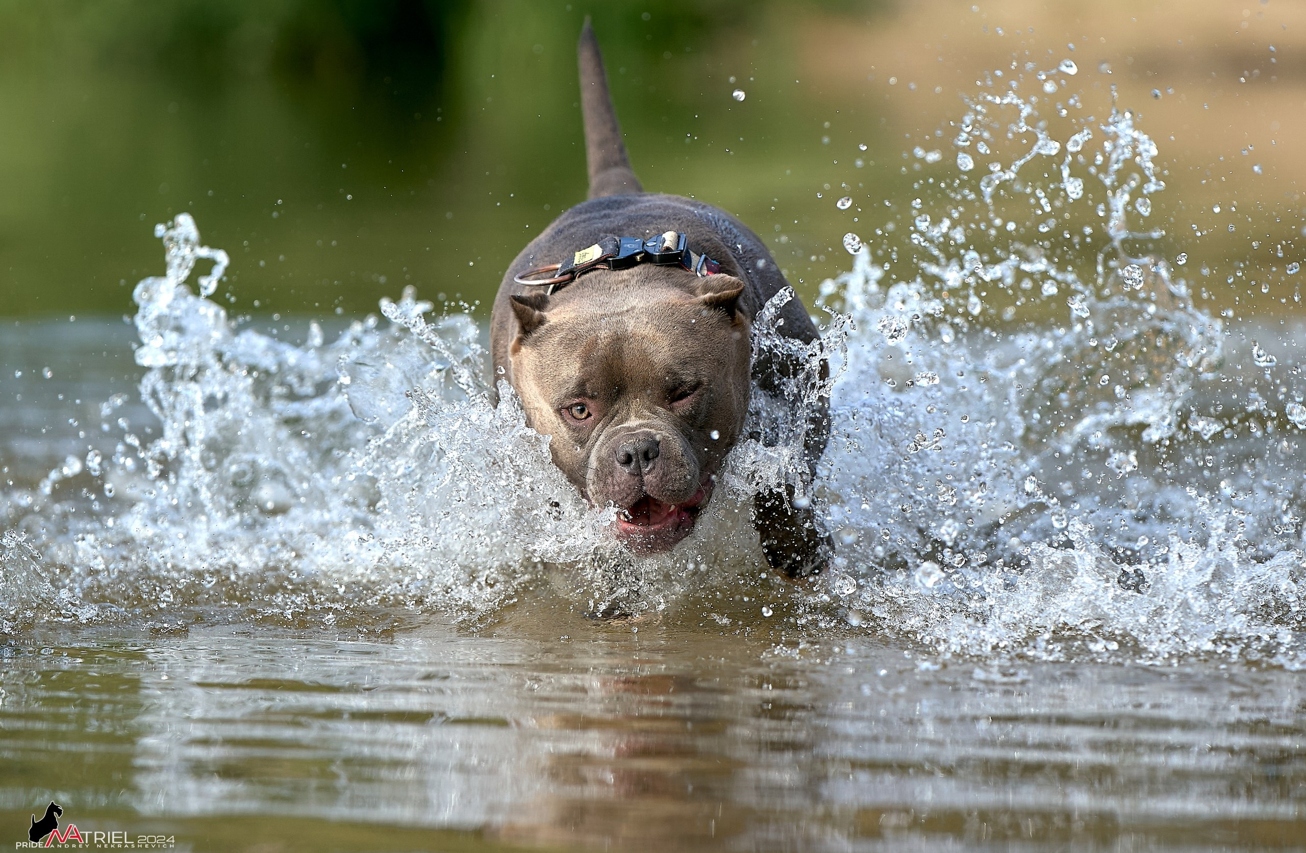 Фотопрогулка с булли