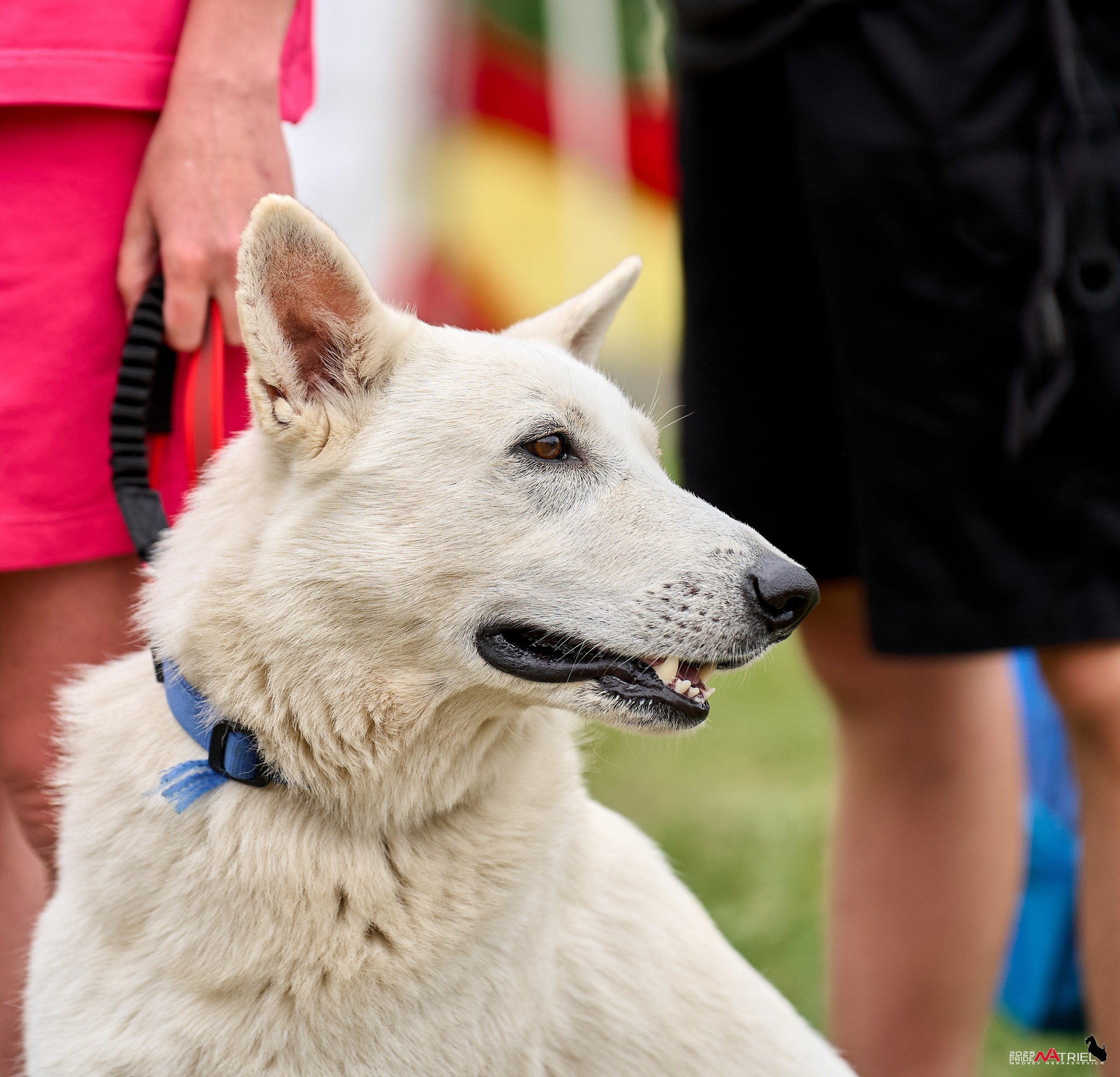 Russian Extreme Dog Trail — 2025