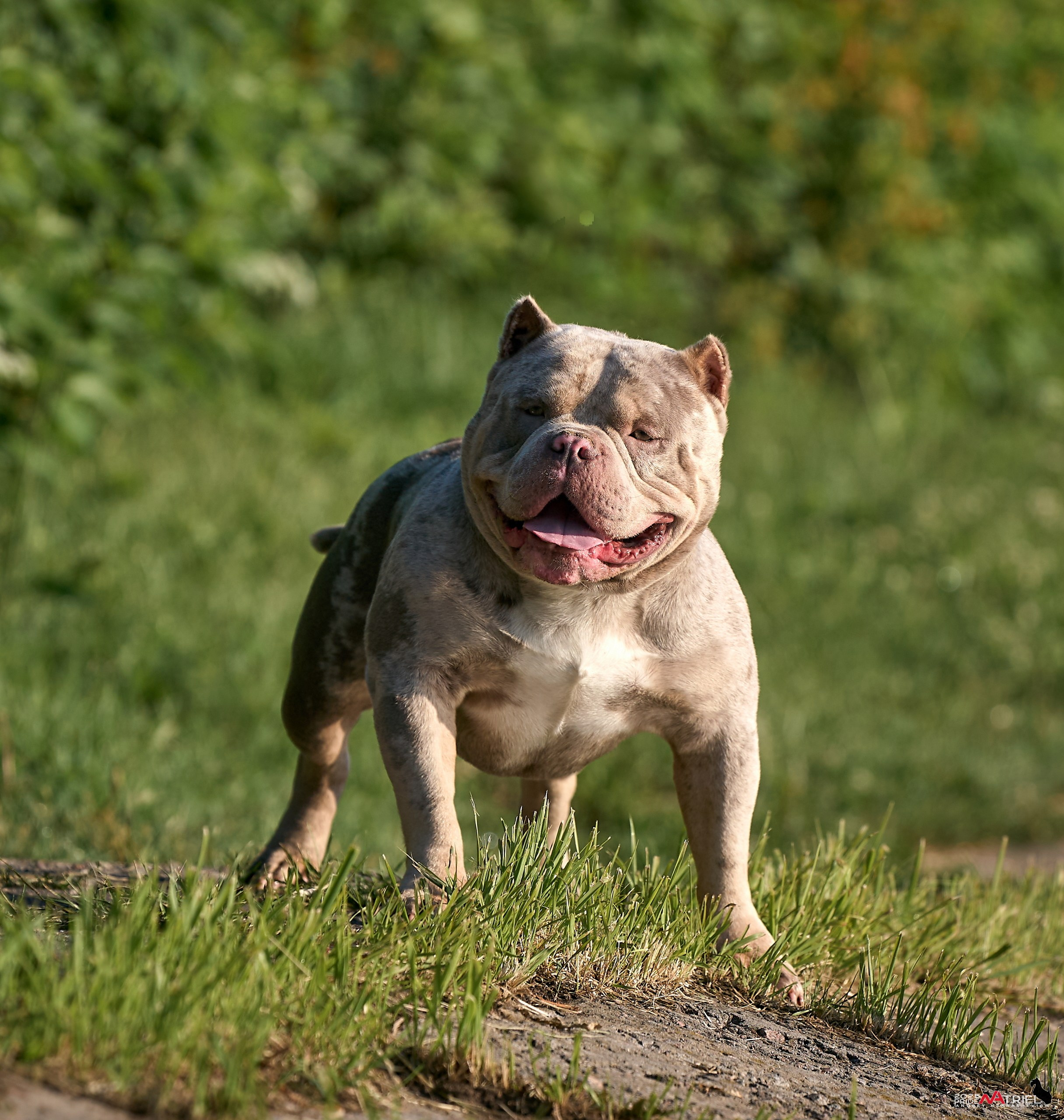 Съемка собак породы булли на природе