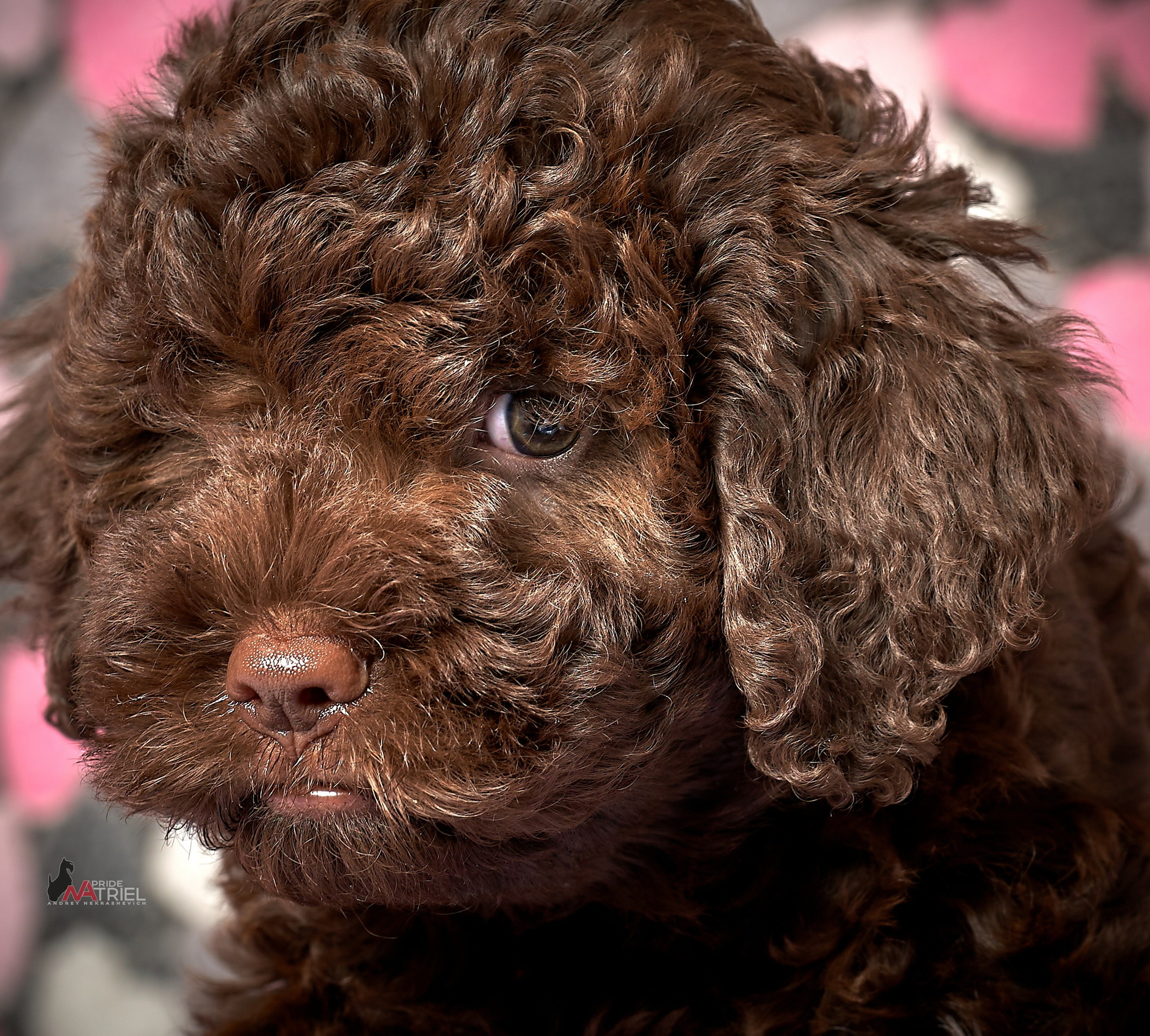 Щенки дома — галерея NATRIEL