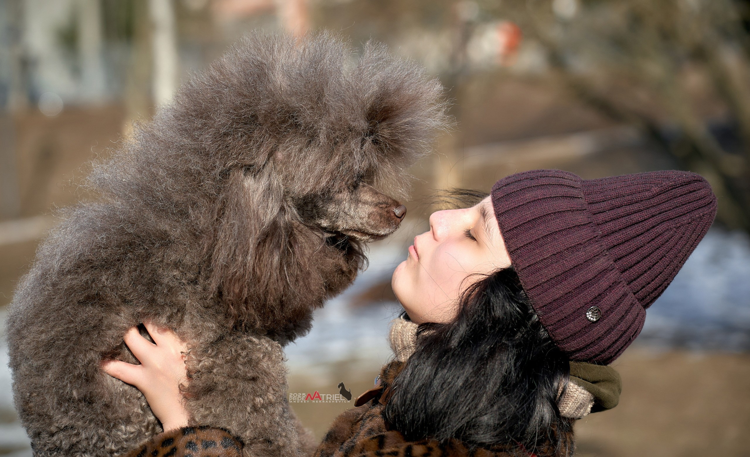 Фотопрогулка с пуделем