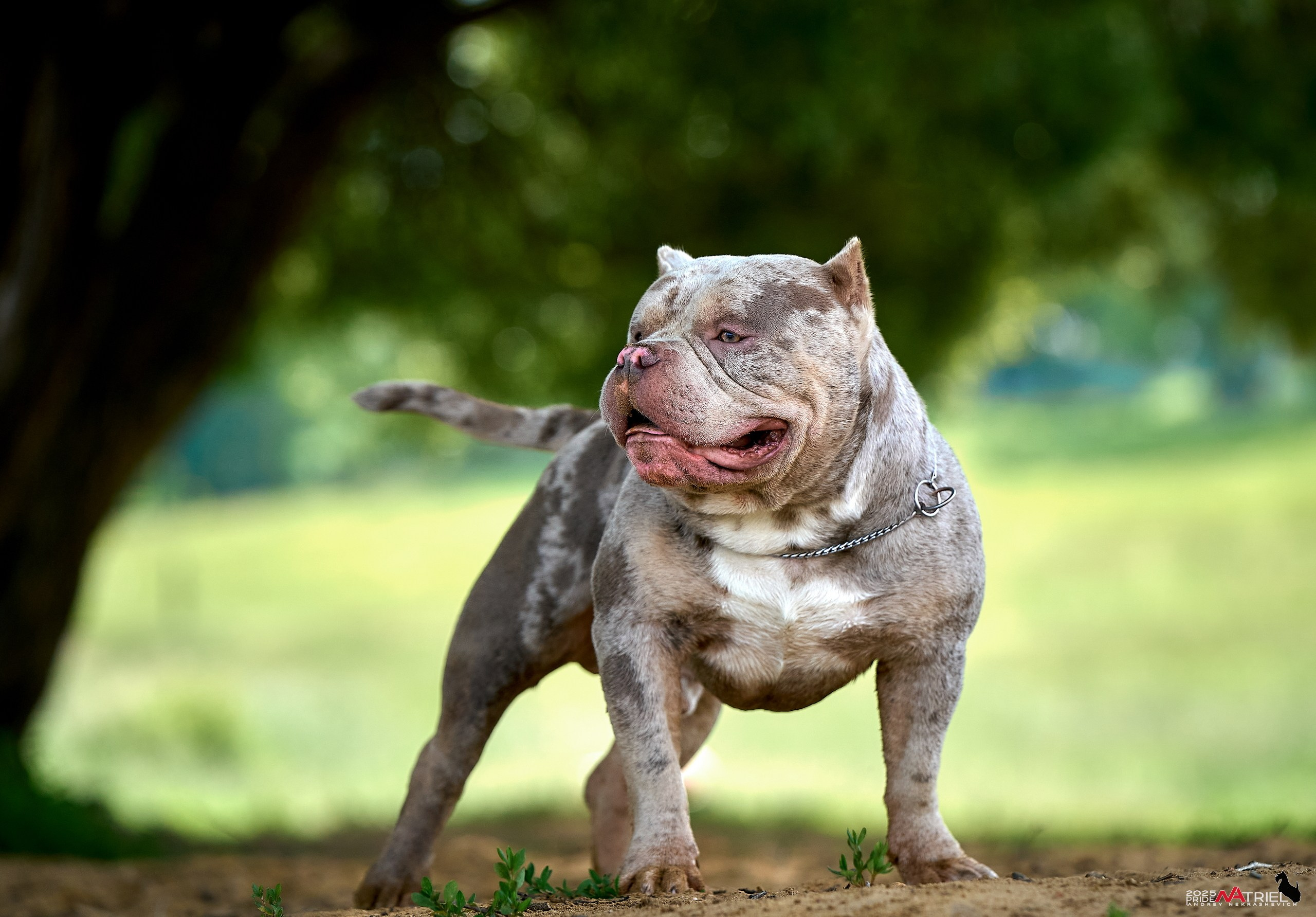Съемка собак породы булли на природе