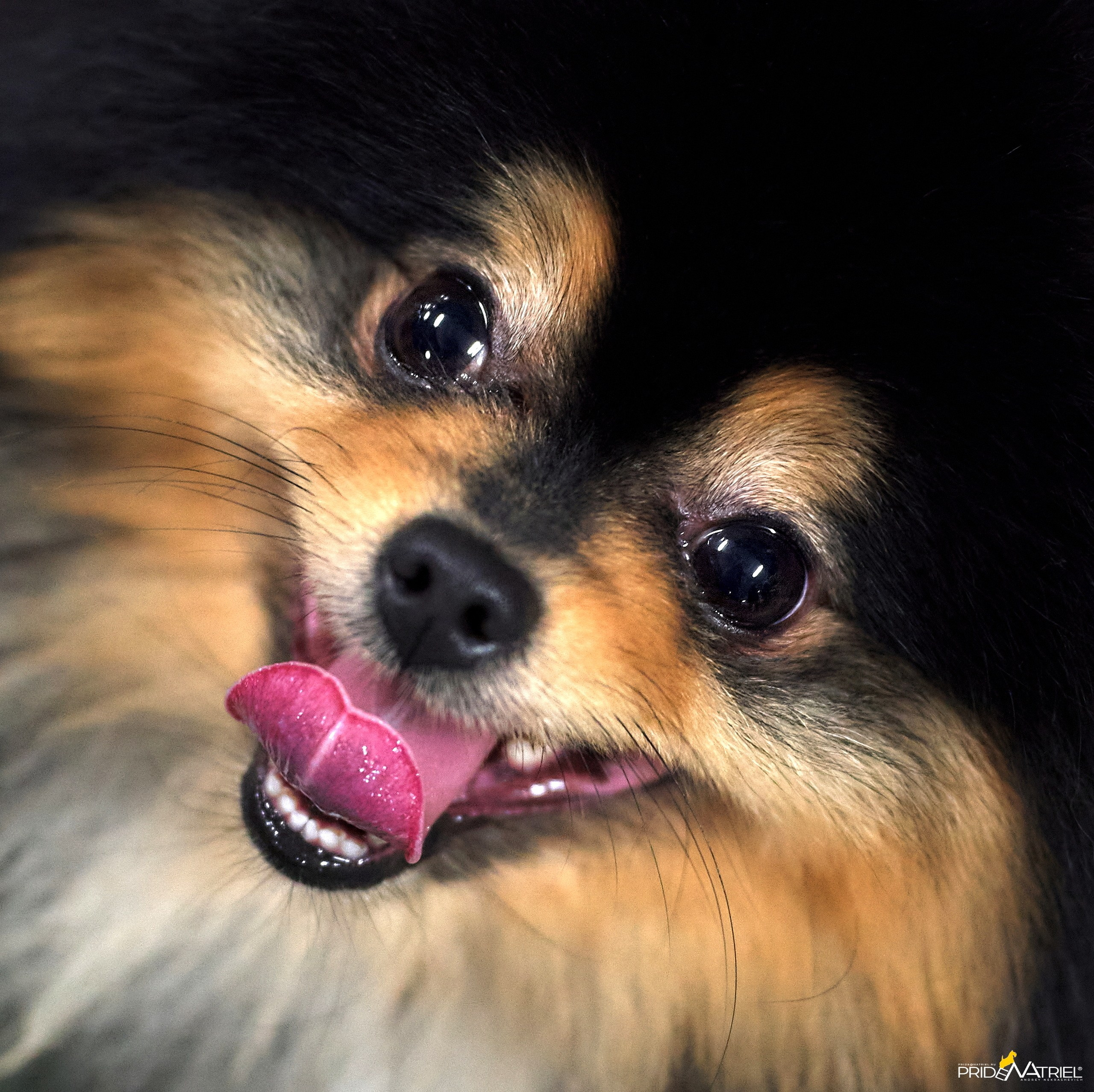 Портреты собак — галерея NATRIEL