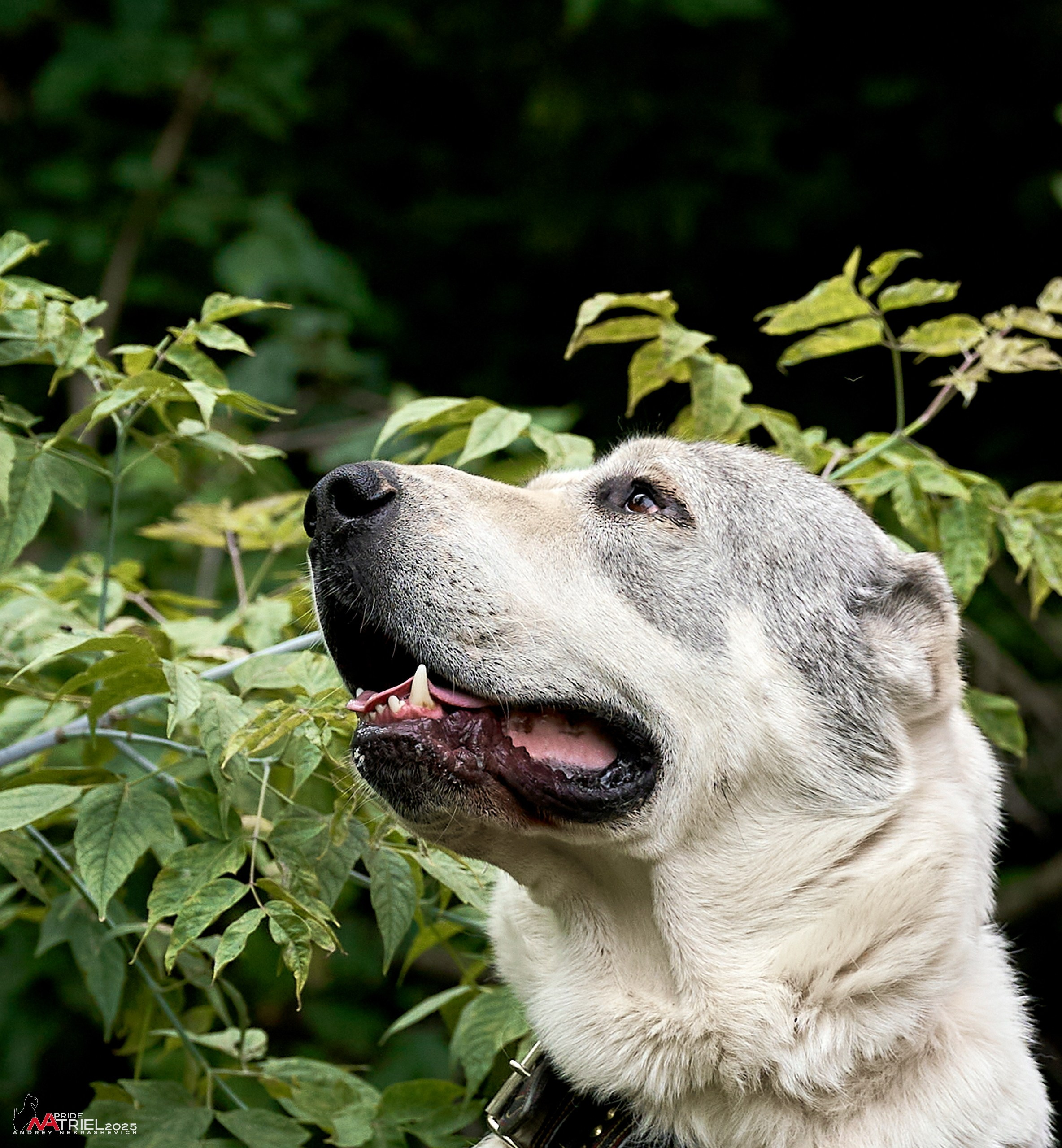 Алабаи и скотч-терьеры в питомнике у Ольги