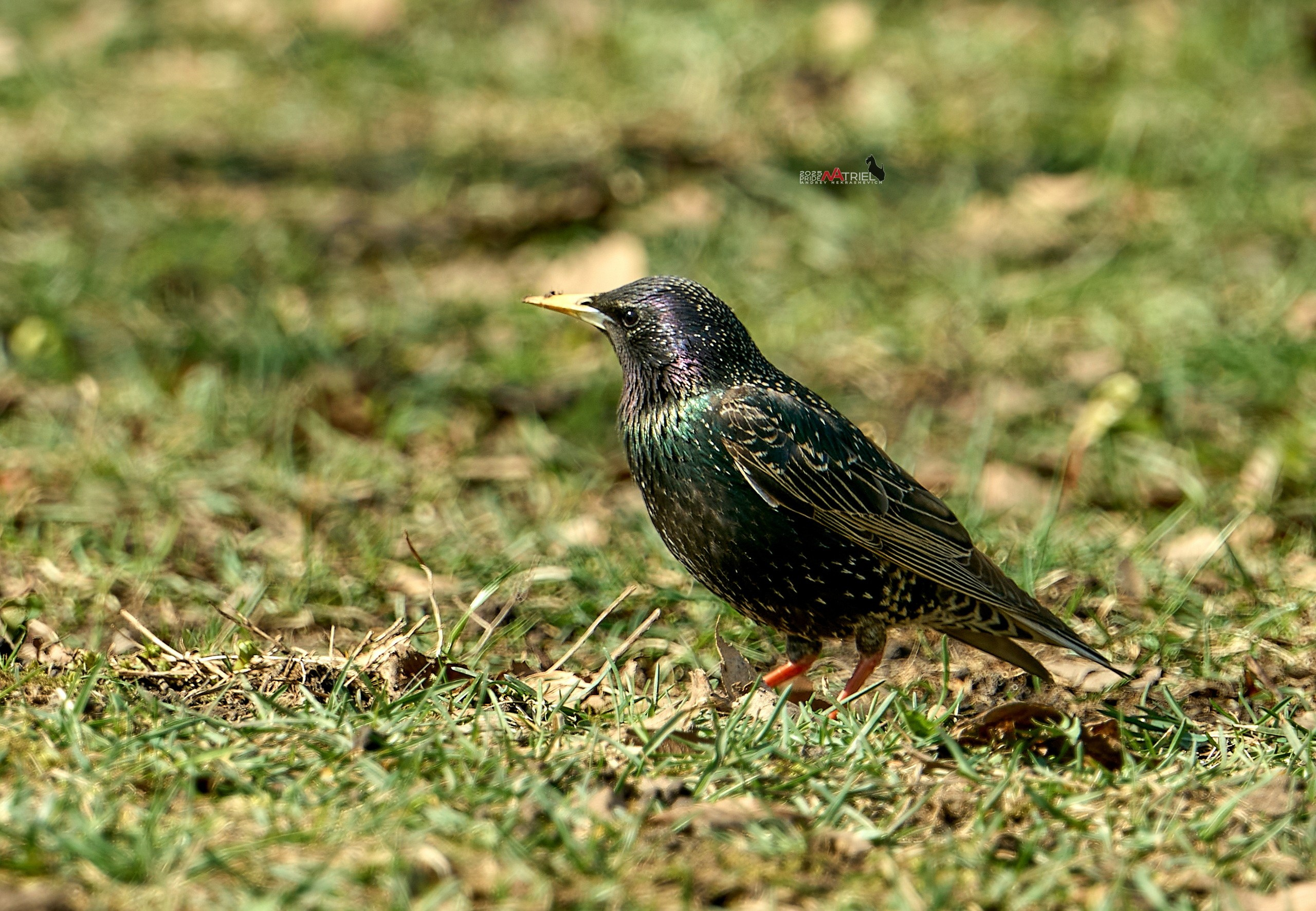 Природа в апреле