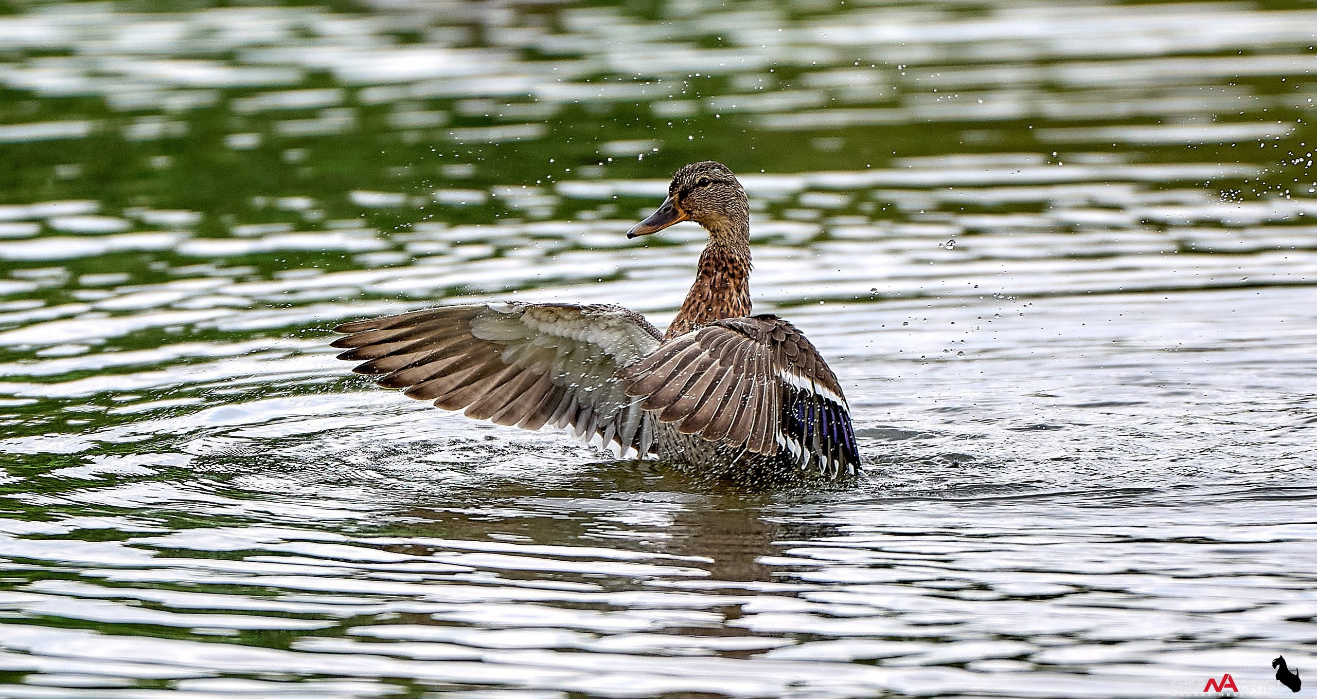 Утки на пруду