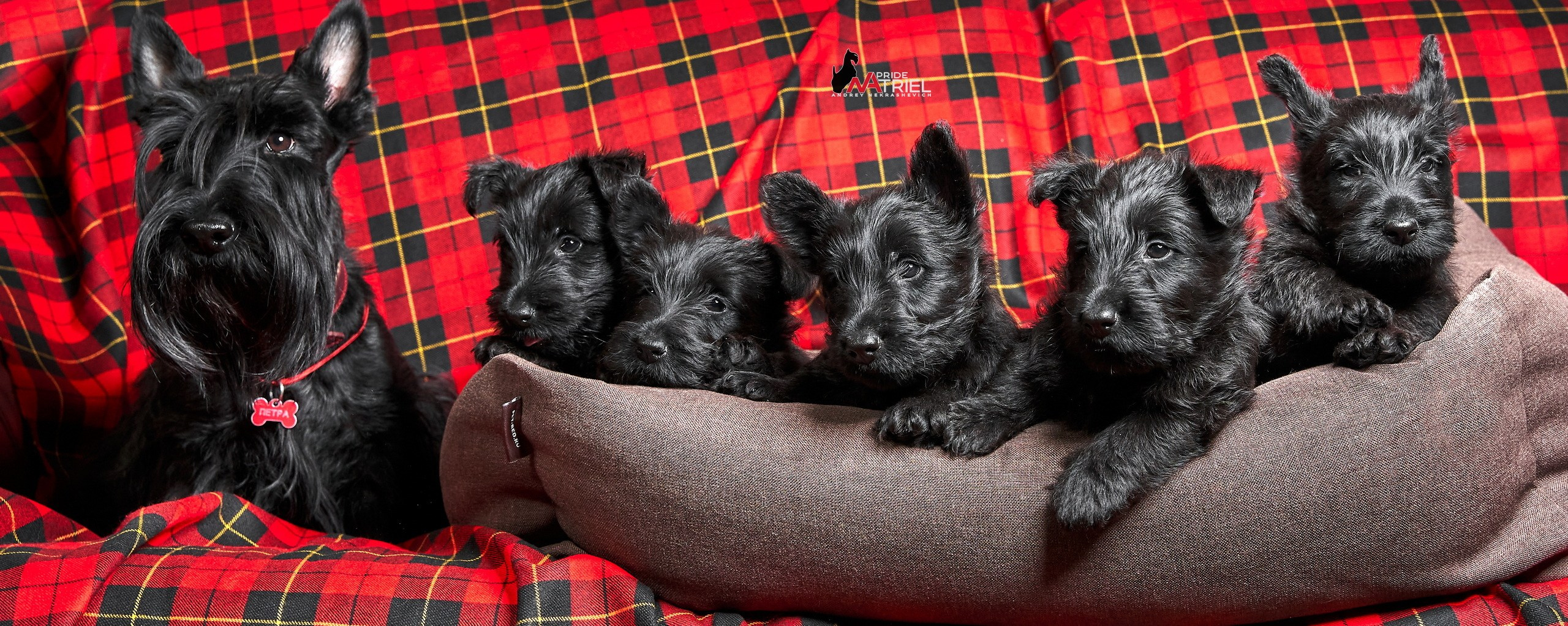 Щенки дома — галерея NATRIEL