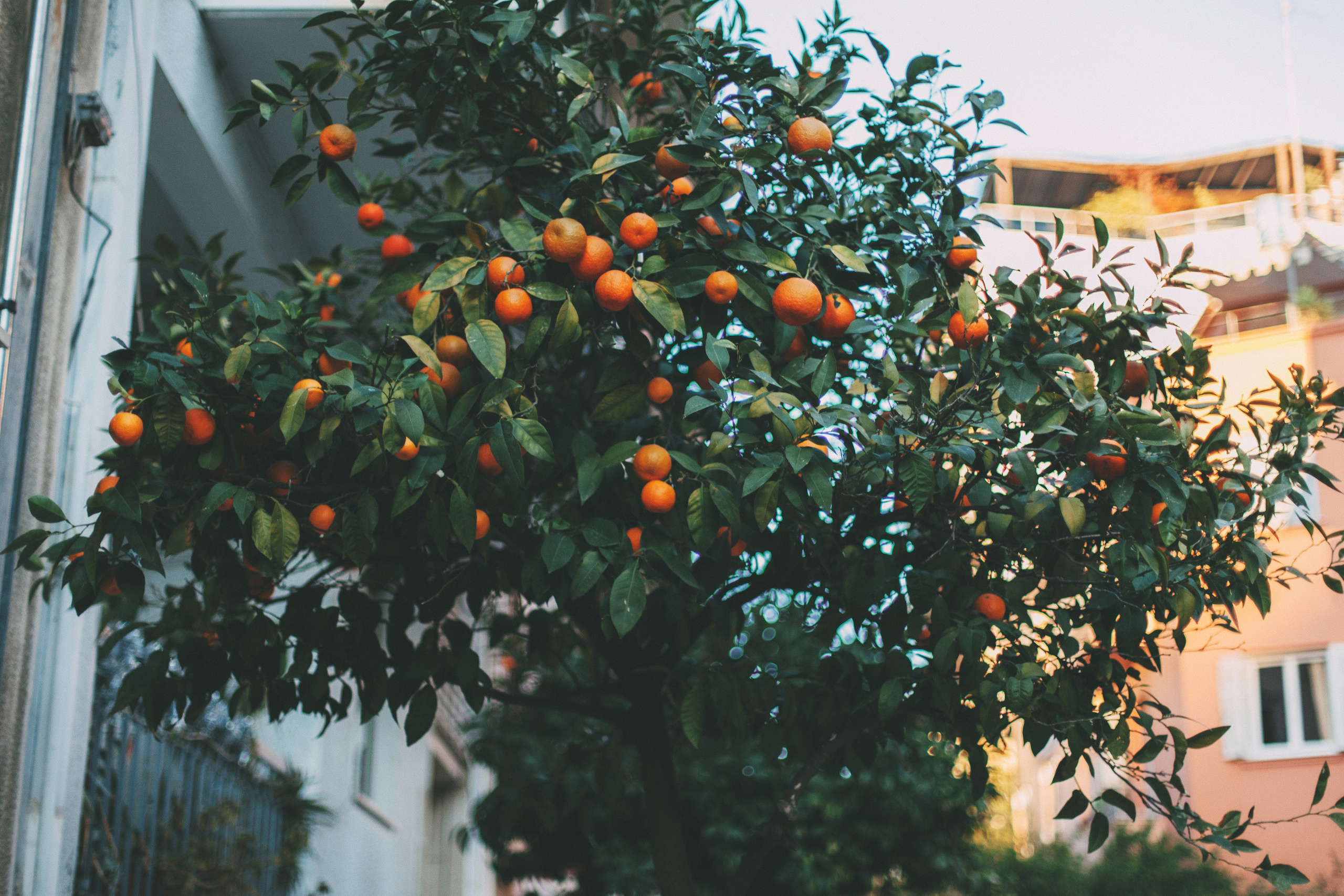 Афины. Аня Степанова