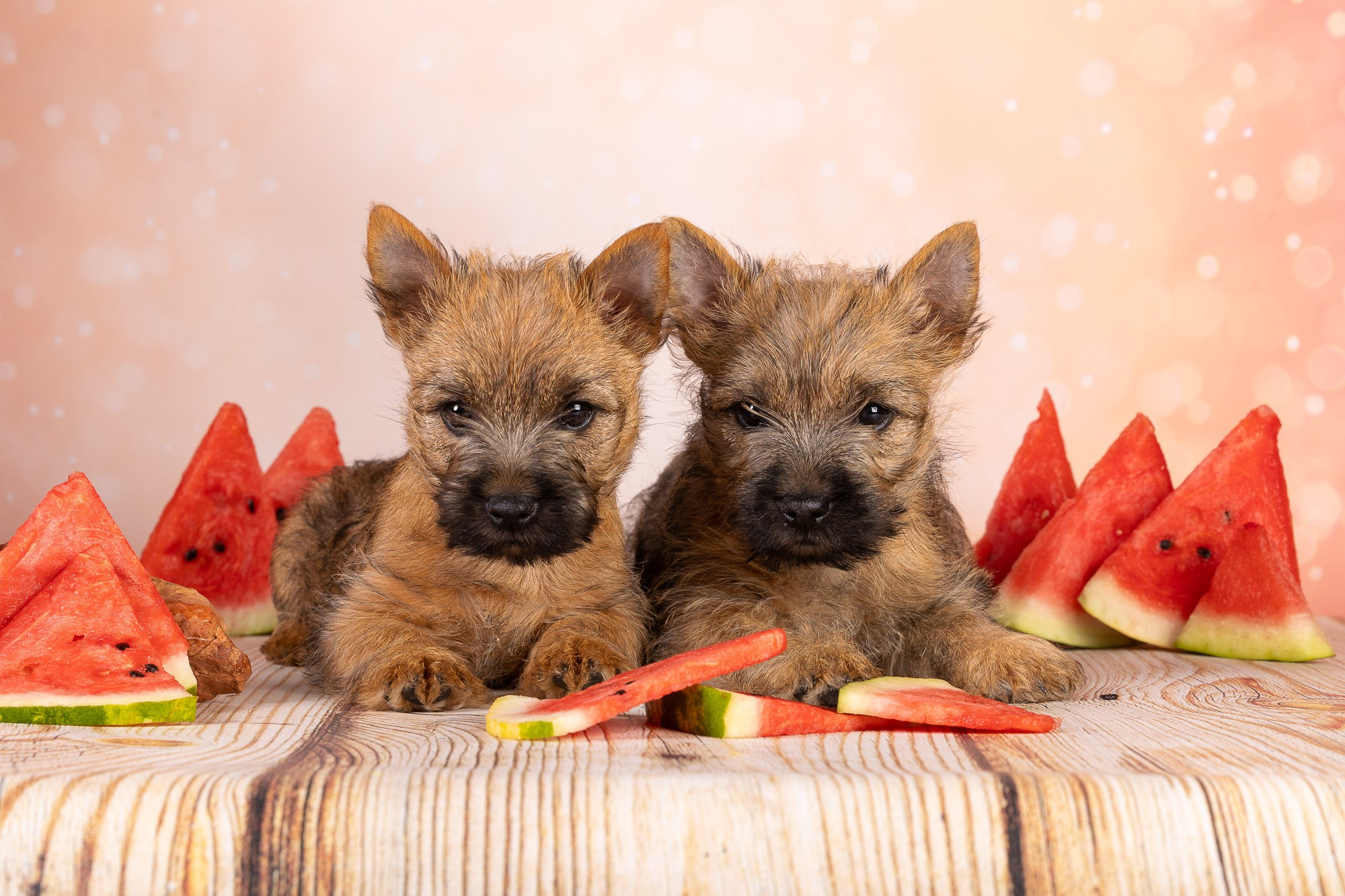 Фотосъёмки щенков. Фотограф-анималист Natalia Deingel | Фотосъемка собак в Москве