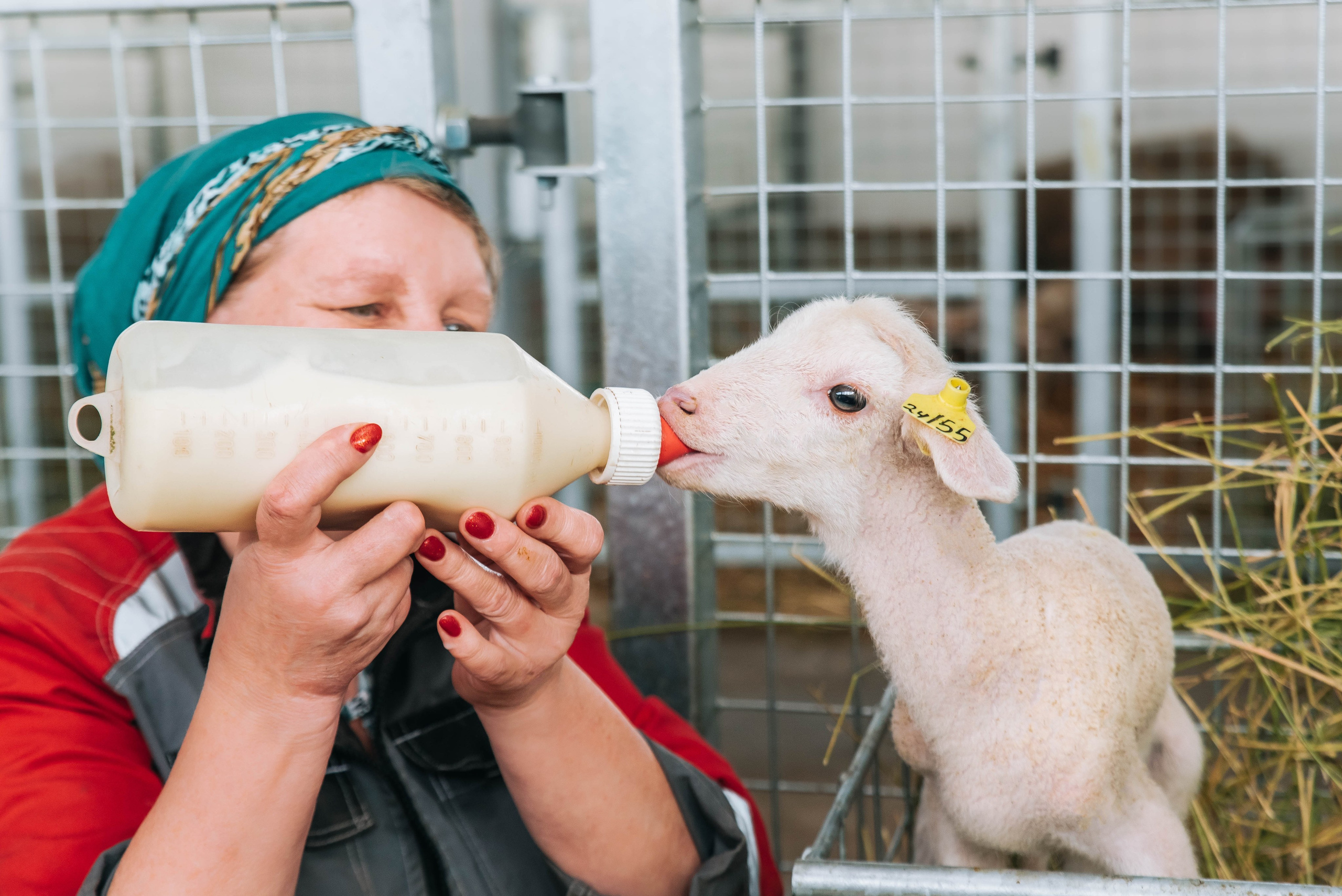 Овечья Ферма. Агрокурьер Красный Яр. Главная