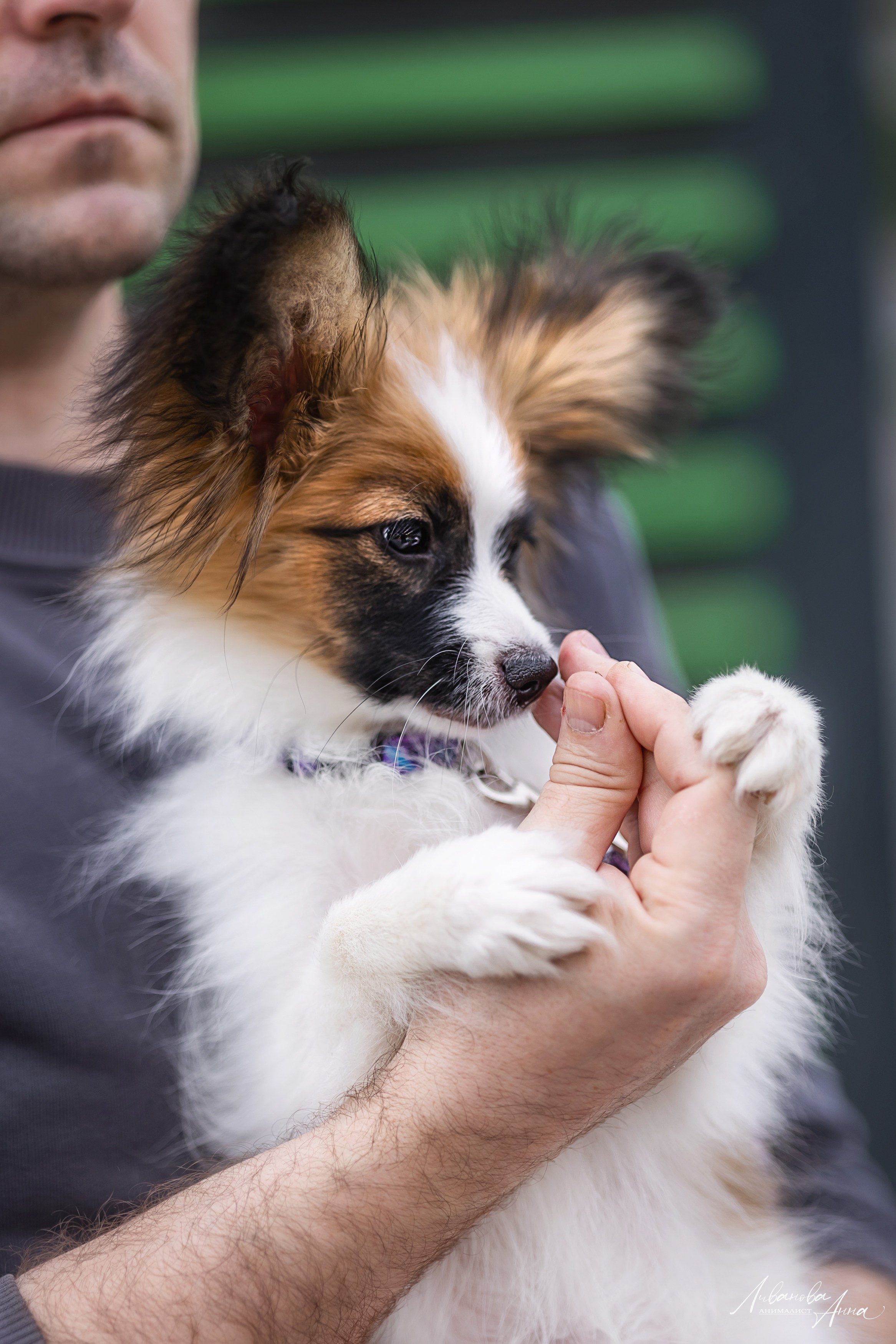 Хьюстон. Фотограф анималист Аня Ливанова | Рыбинск