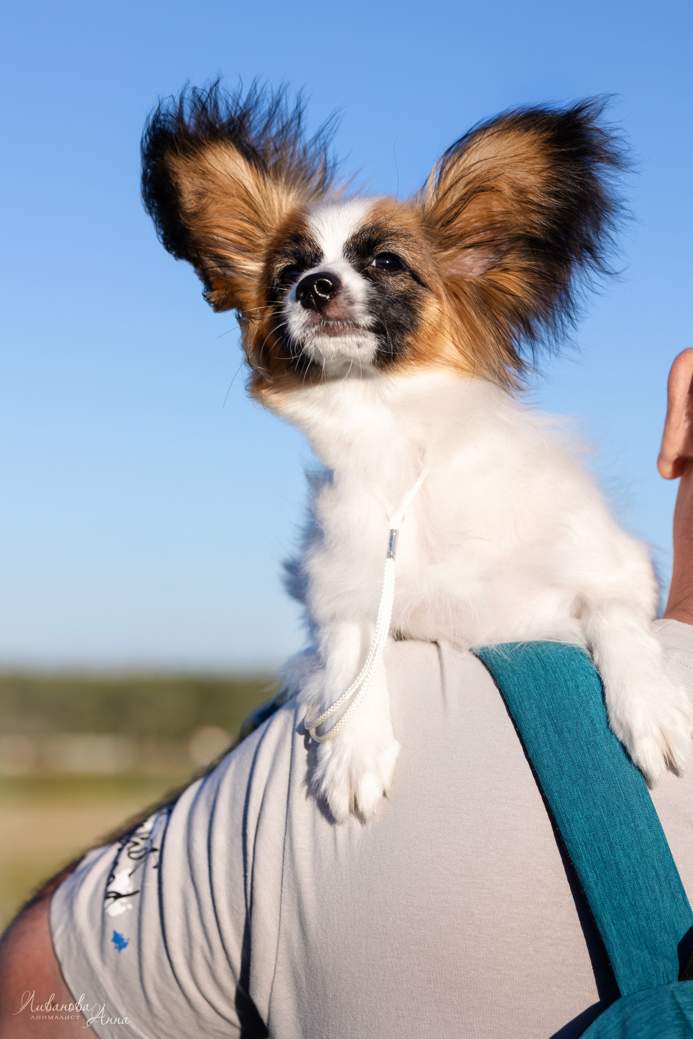 Хьюстон. Фотограф анималист Аня Ливанова | Рыбинск