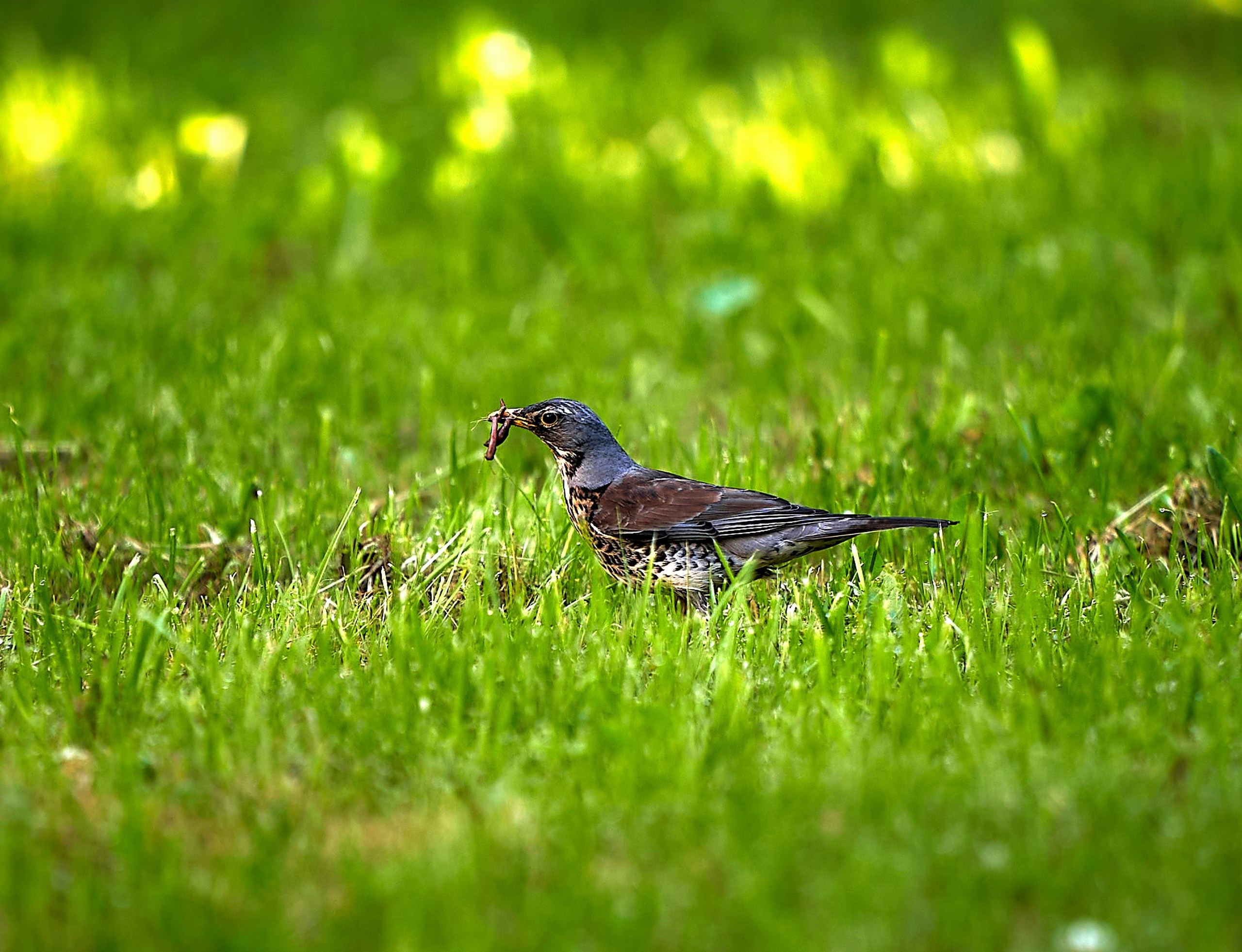 Фото птиц — галерея NATRIEL