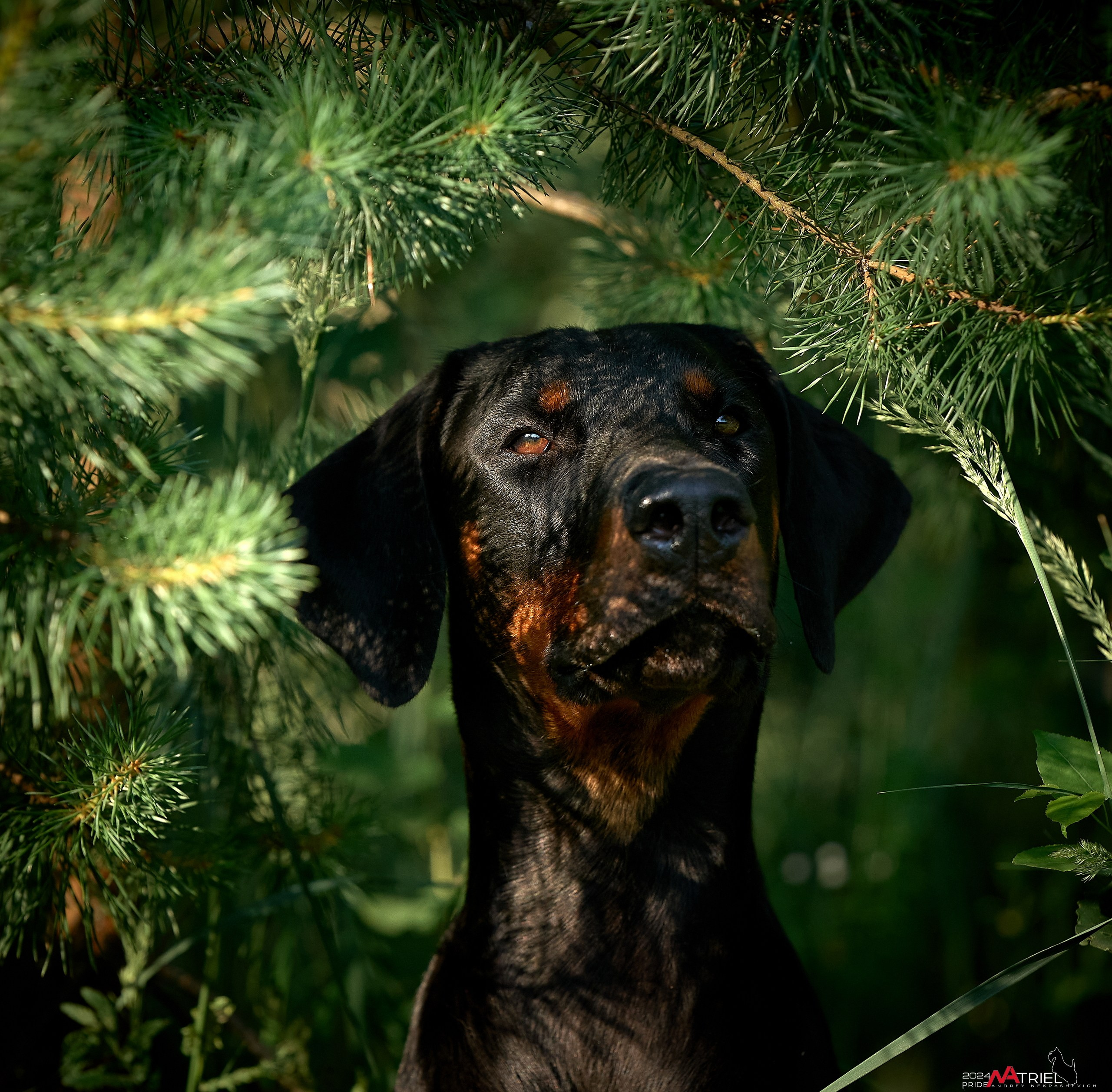 Репортаж из кинологического лагеря