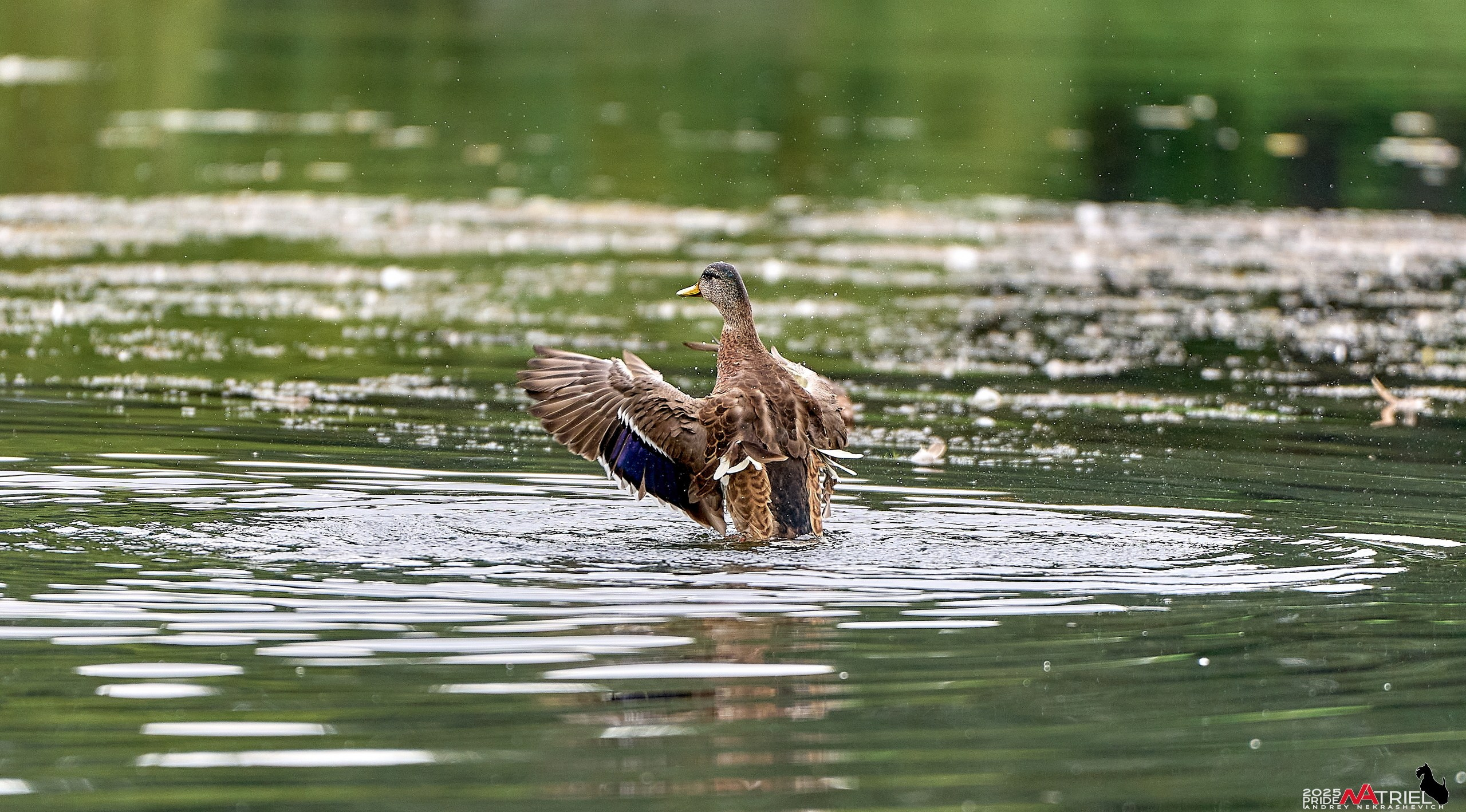 Утки на пруду