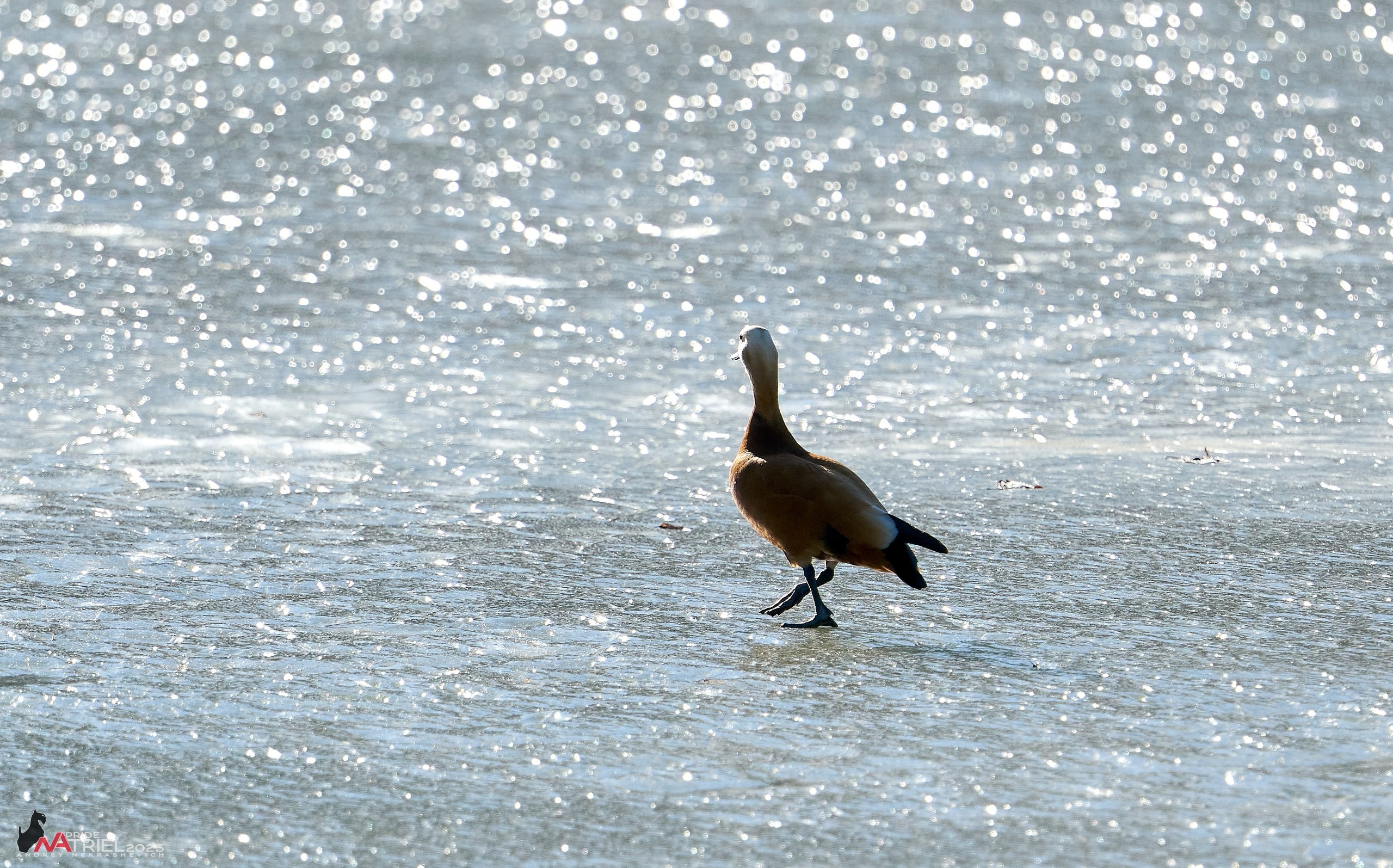 Фотопрогулка в Бутово