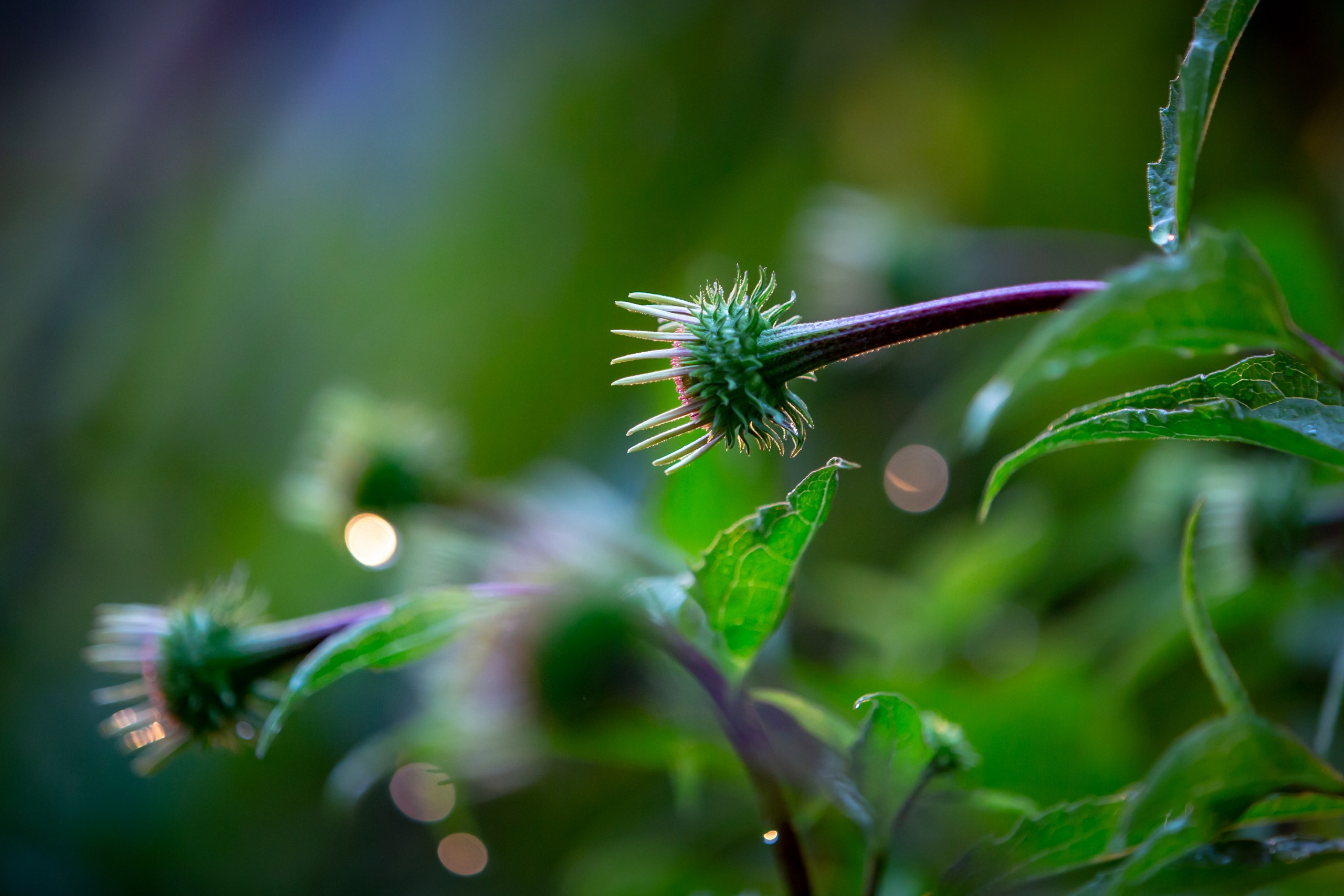 Лютики-цветочки — галерея NATRIEL