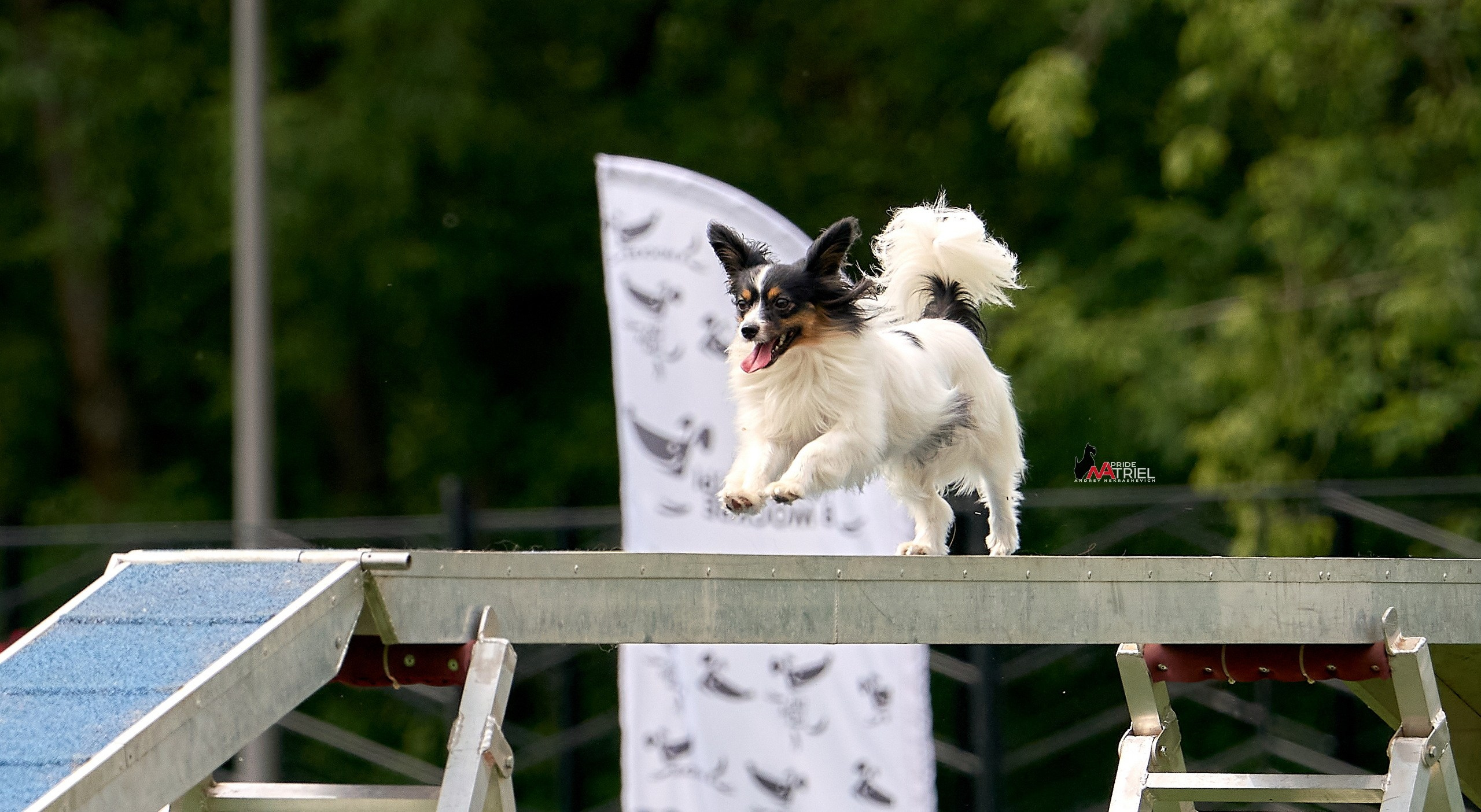 Аджилити — галерея NATRIEL