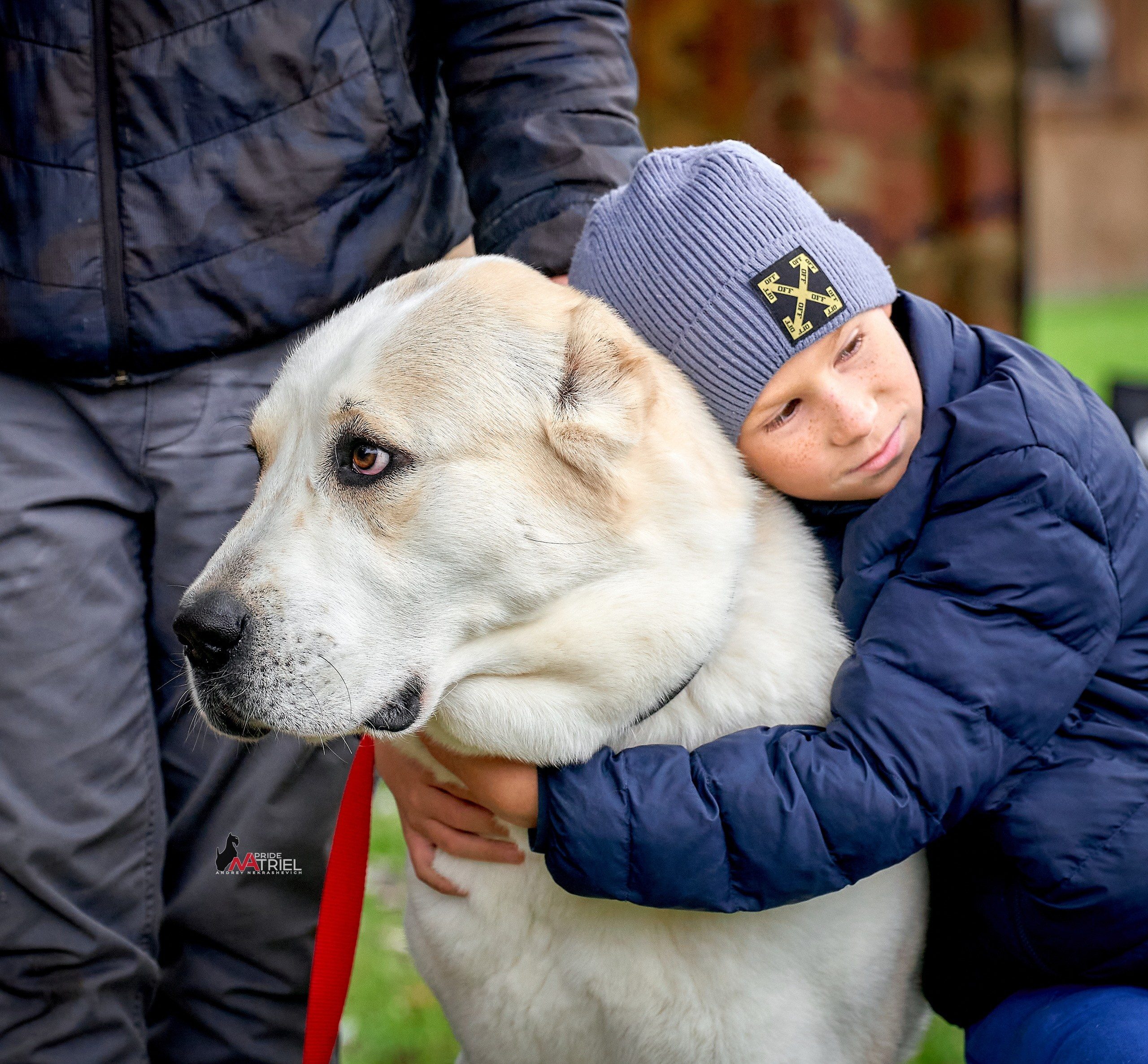 Собаки и Люди — галерея NATRIEL