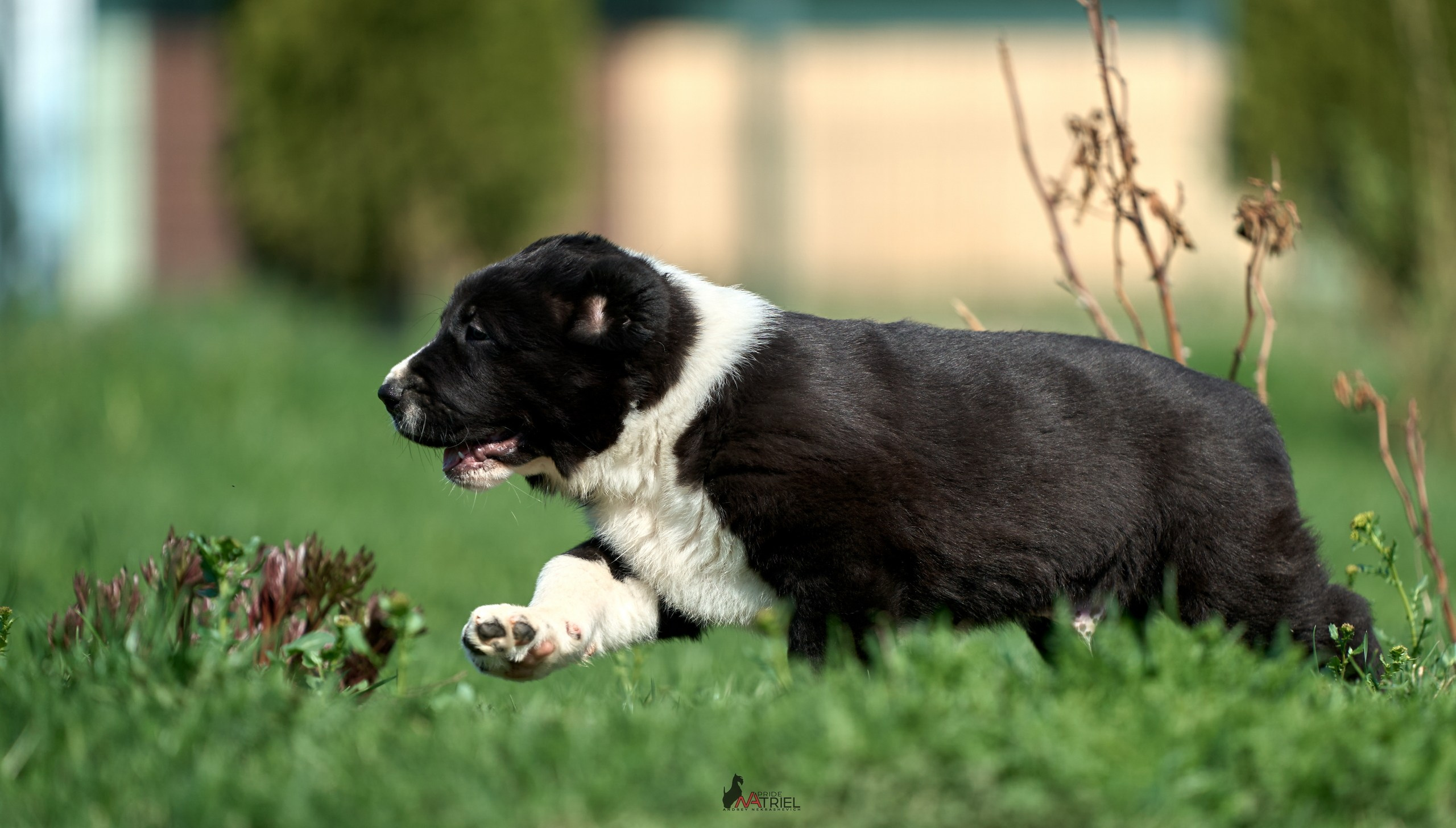 Среднеазиаты — щенки и взрослые