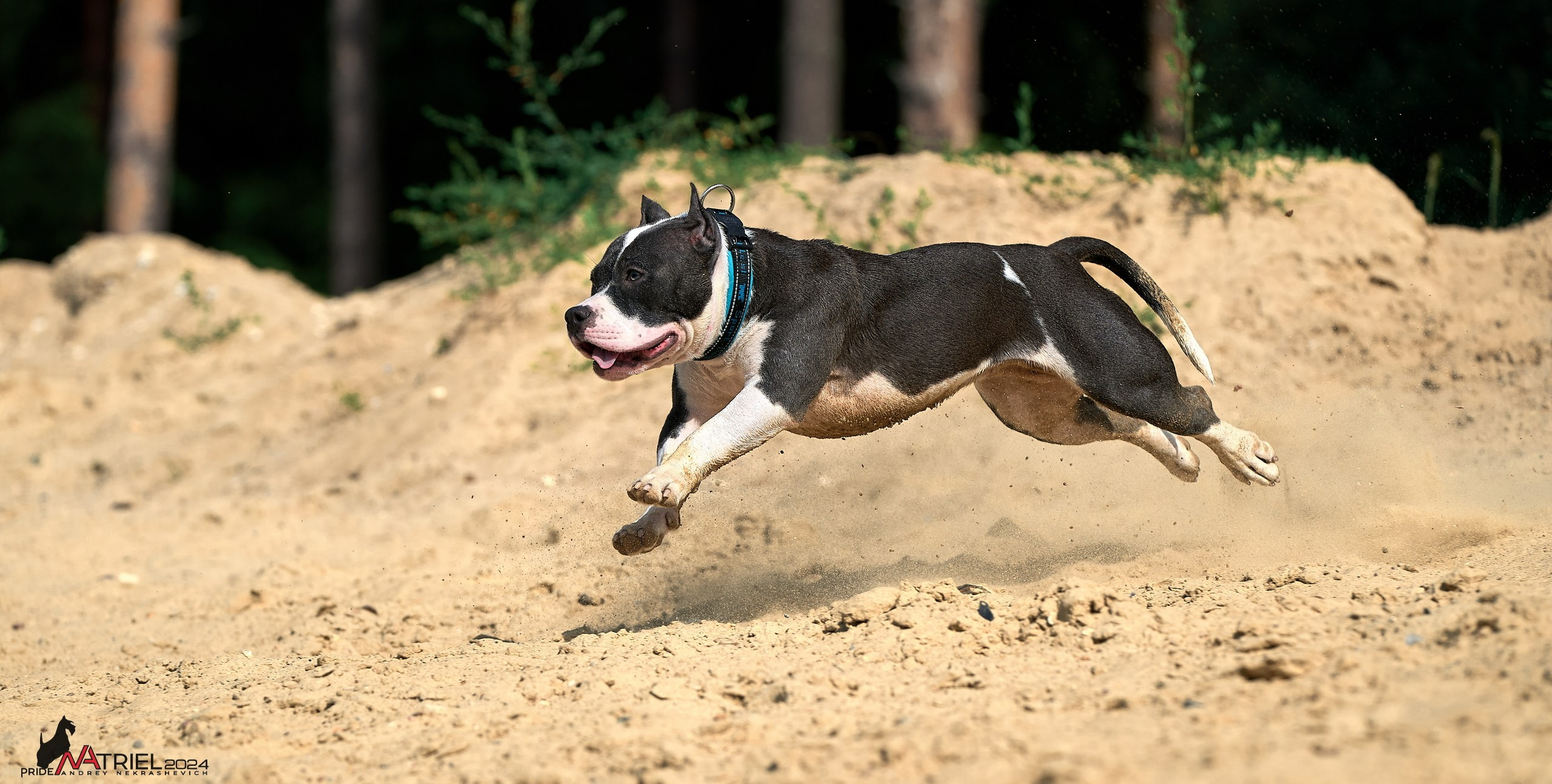 Фотопрогулка с булли