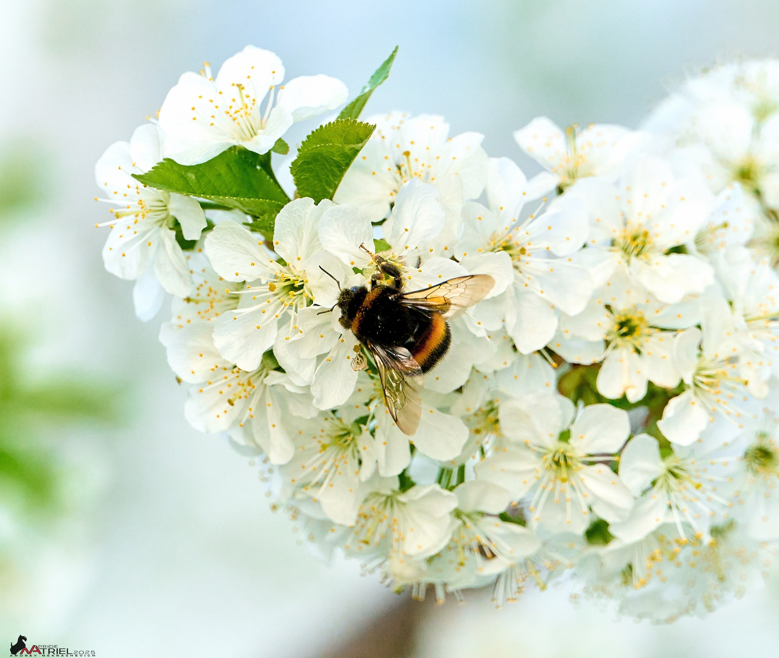 Природа в апреле. Всё в цветении!