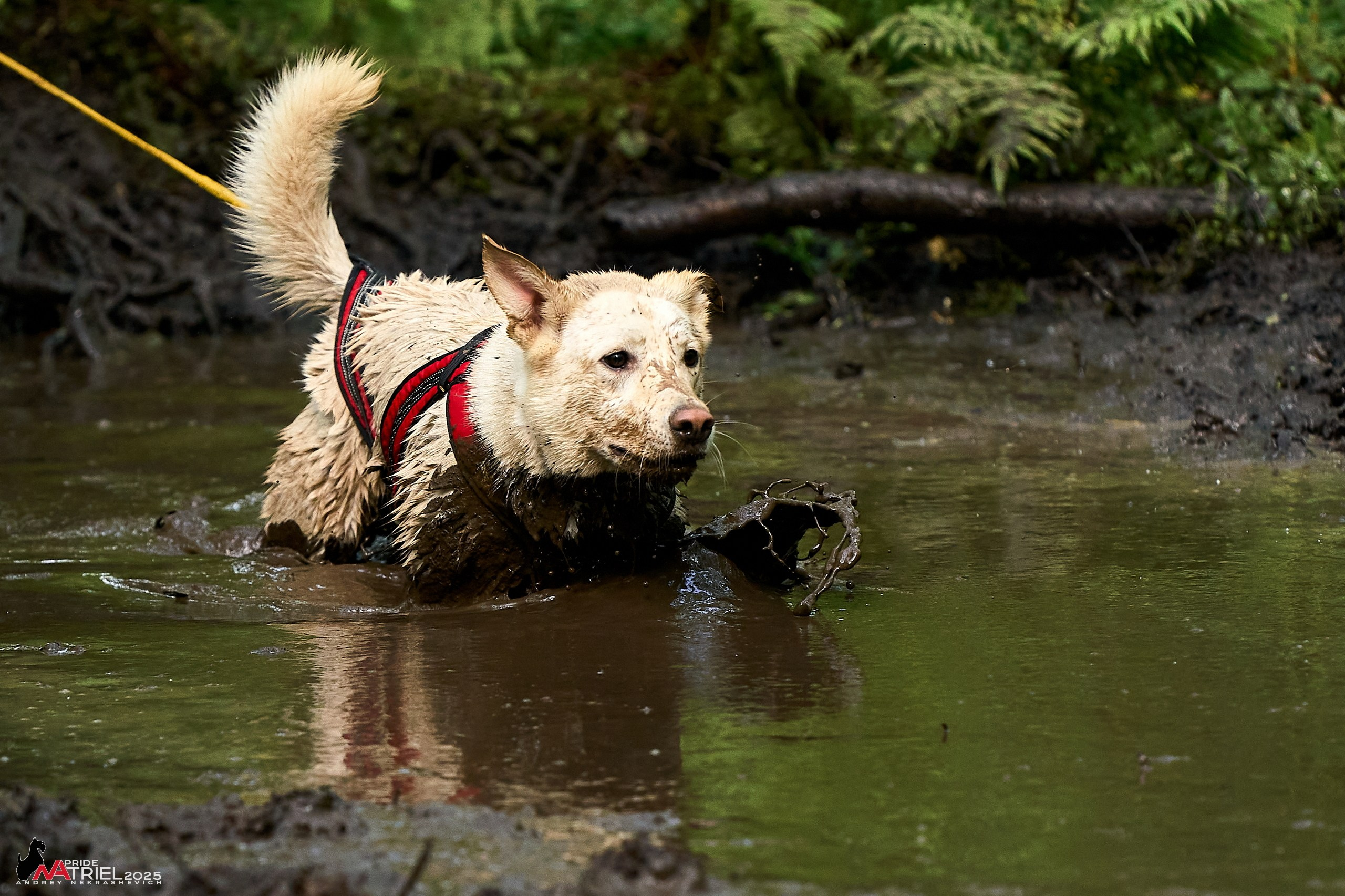 Russian Extreme Dog Trail — 2025