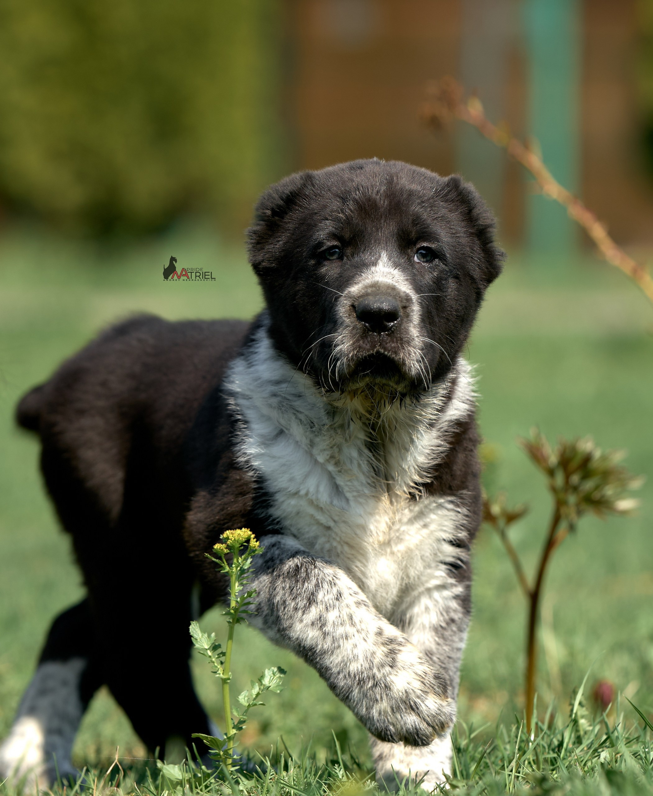 Среднеазиаты — щенки и взрослые