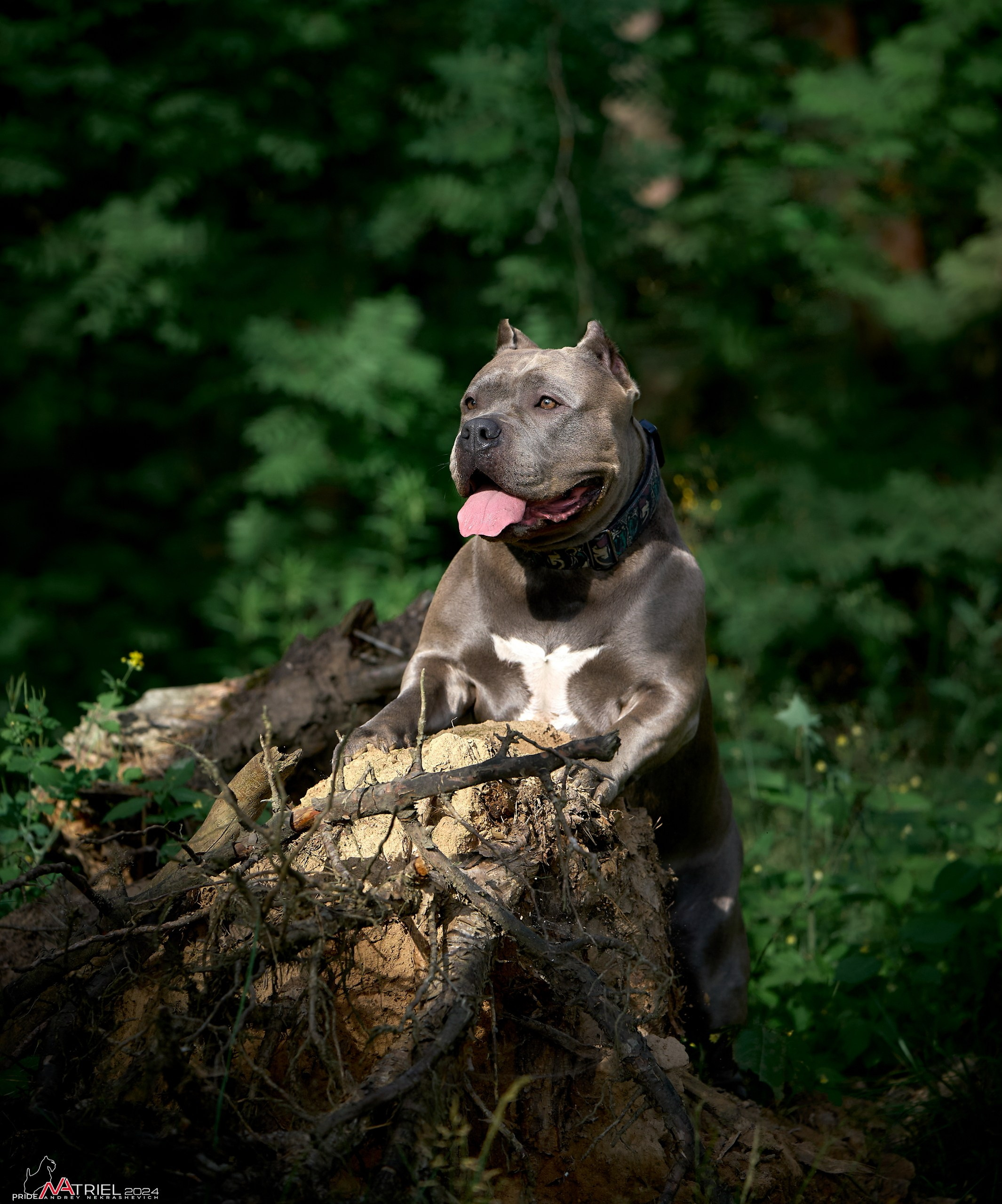 Фотопрогулка с булли