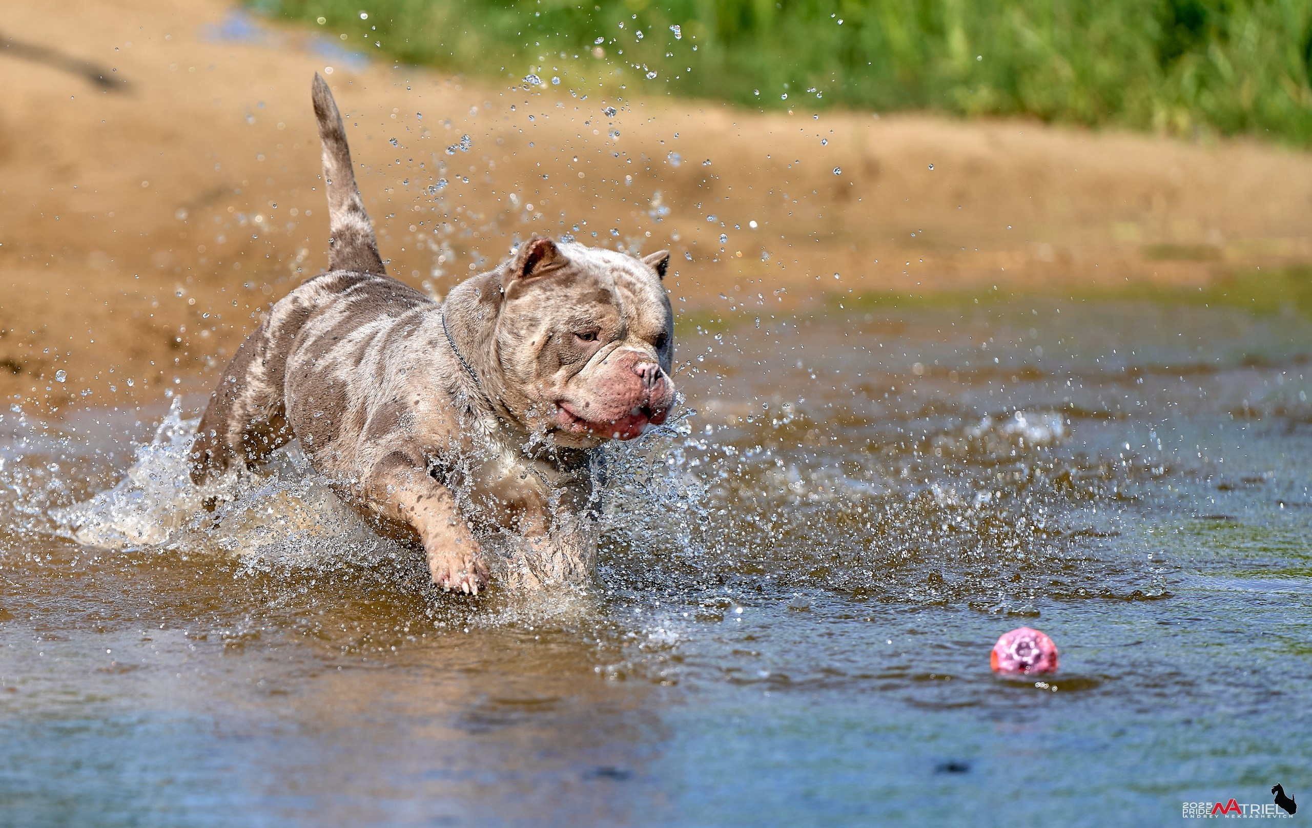 Съемка собак породы булли на природе