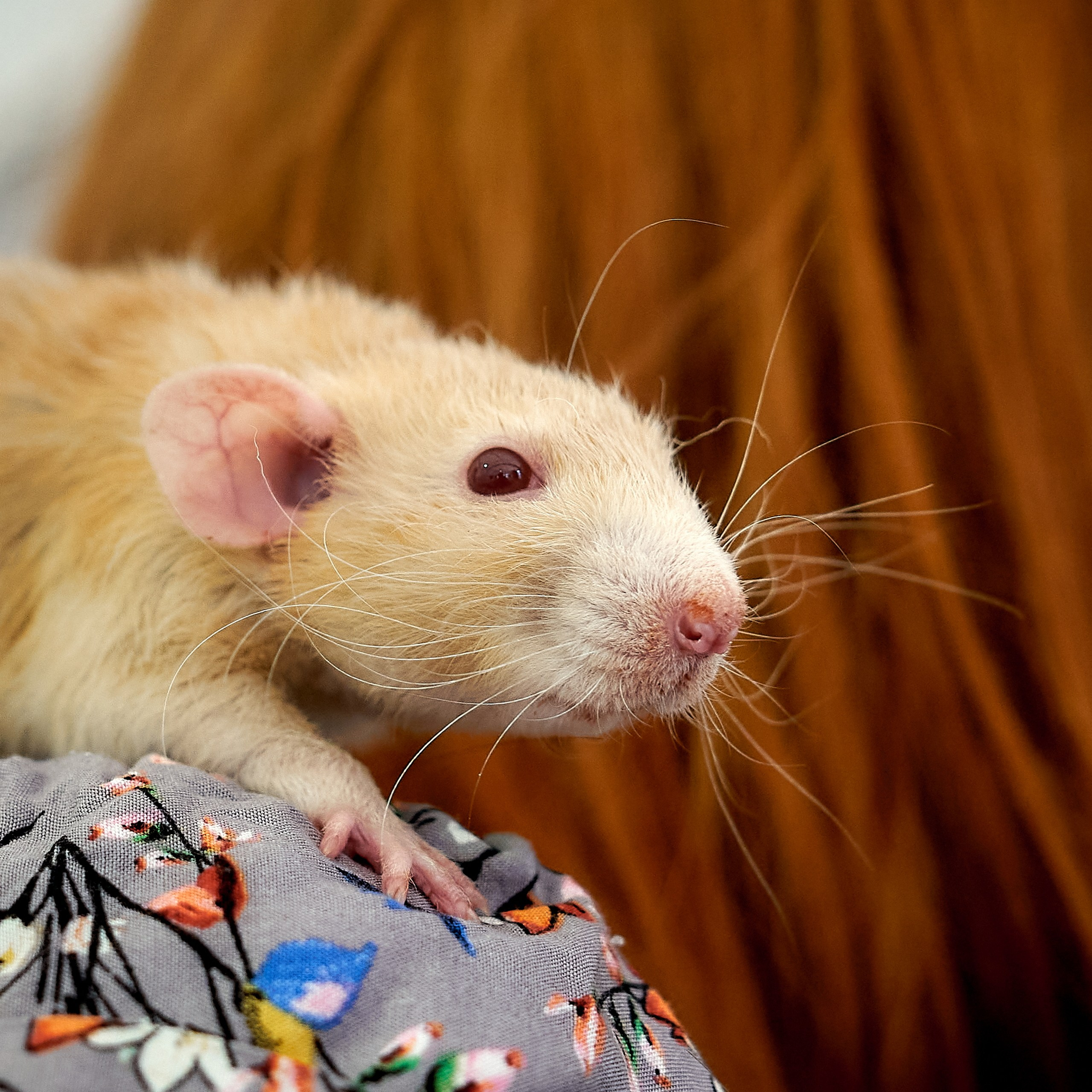 Животные — галерея NATRIEL