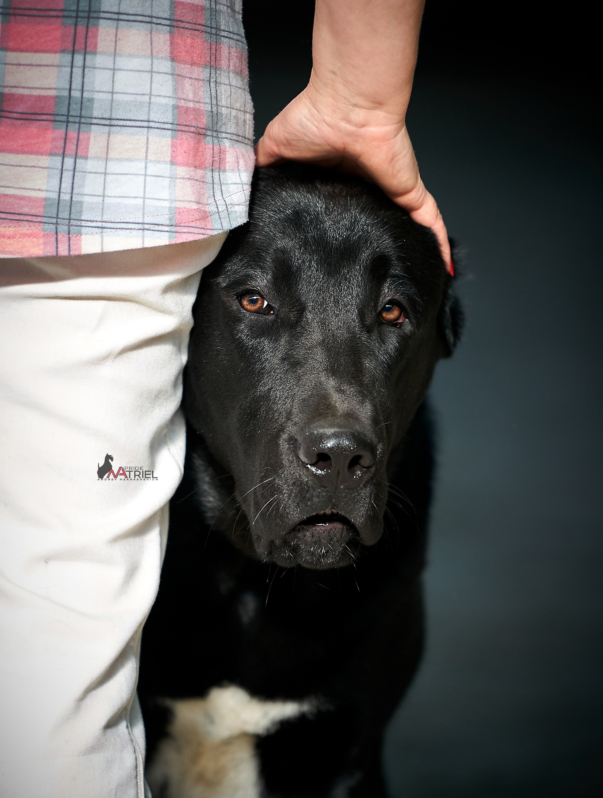 Портреты собак — галерея NATRIEL