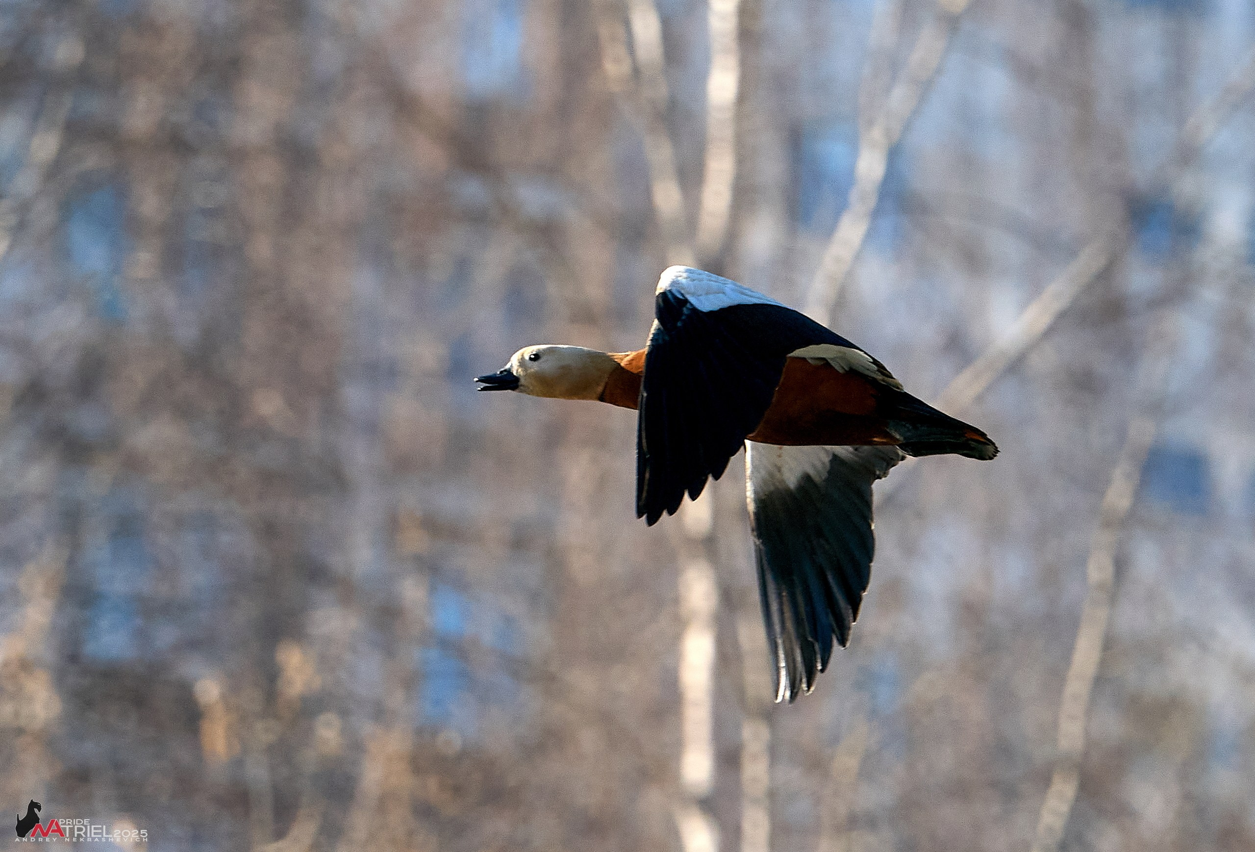 Фотопрогулка в Бутово