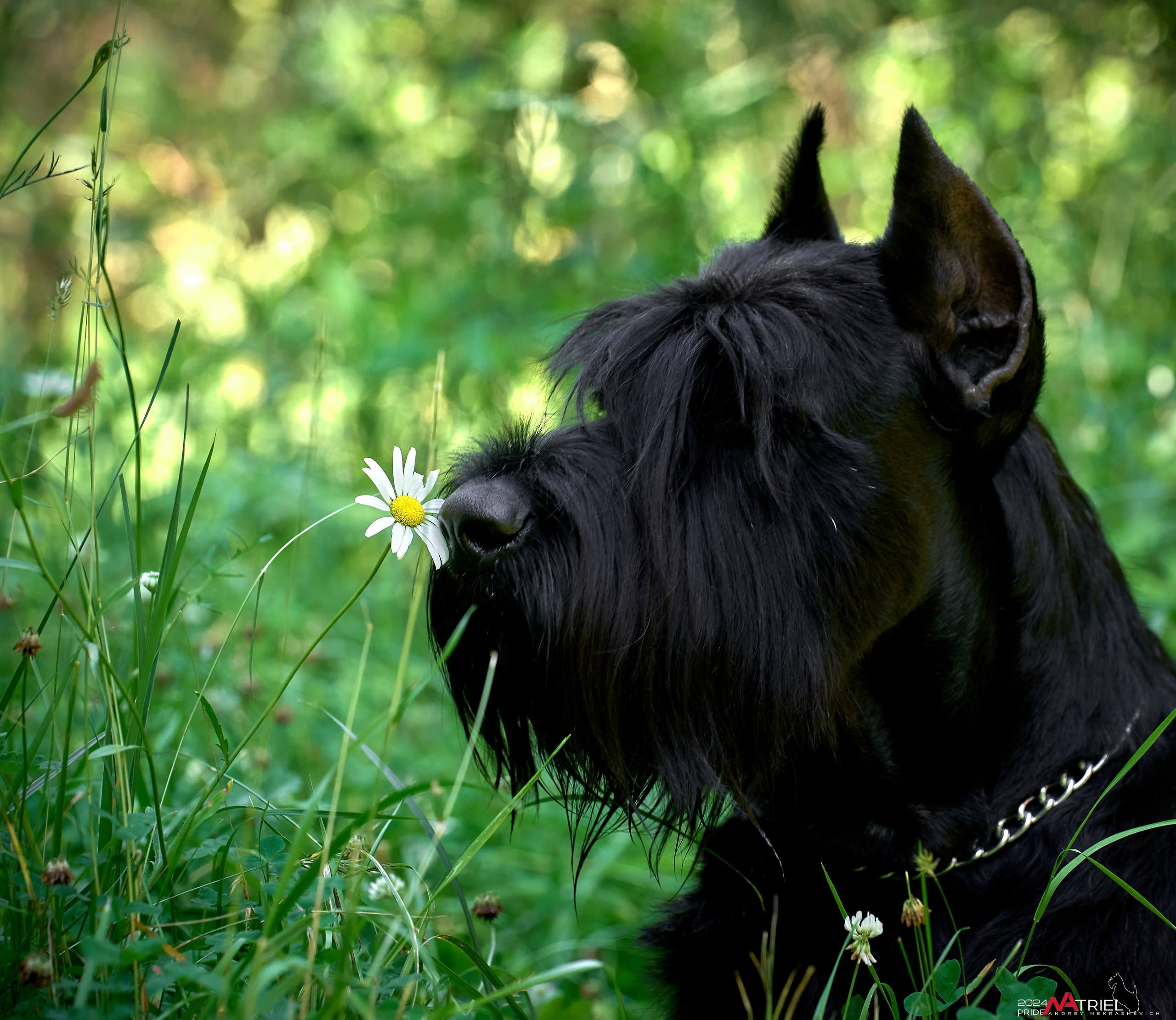 Репортаж из кинологического лагеря