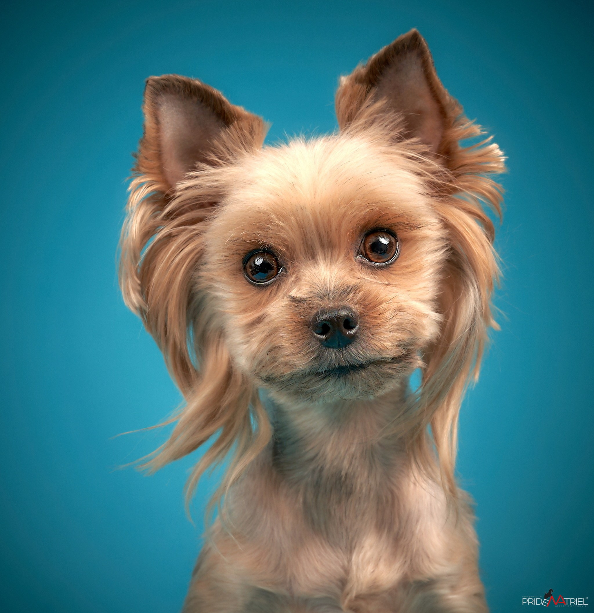 Йоркширский терьер Циля