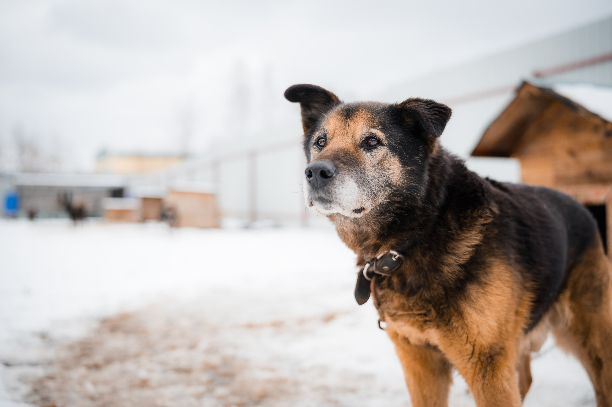 Тайсон. Улыбка собаки — спасение и пристройство бездомных собак
