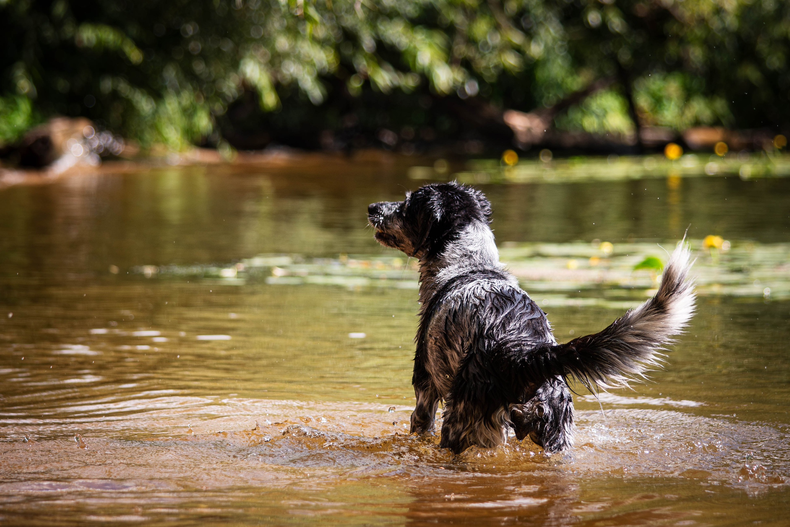 Берта, Ангелина и Витя. Фотограф Светлана Блинова, Москва и Московская область